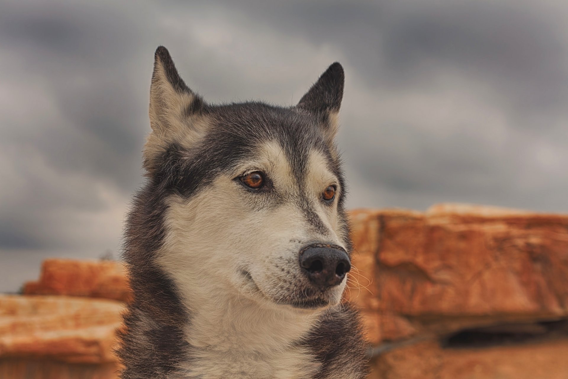 husky dog face portrait