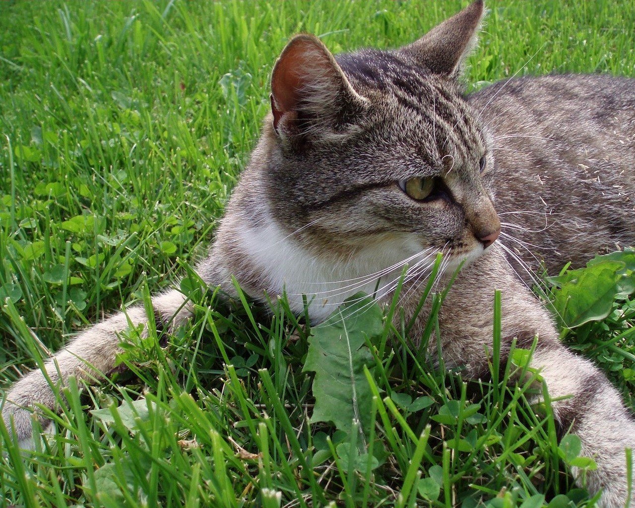 herbe vert chat