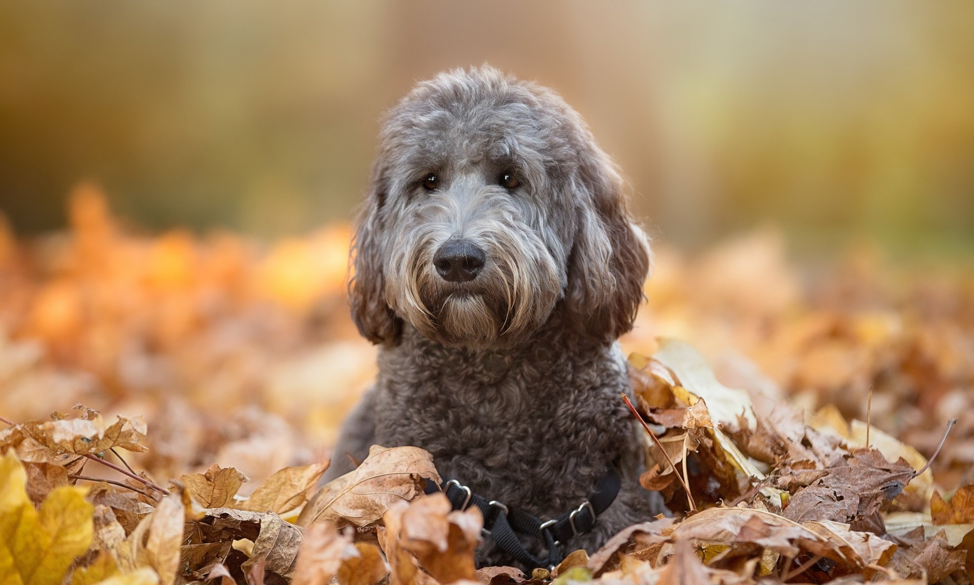 hund blick freund herbst