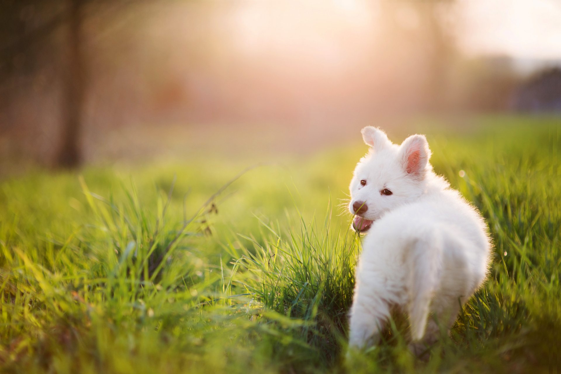 chiot chien blanc herbe été