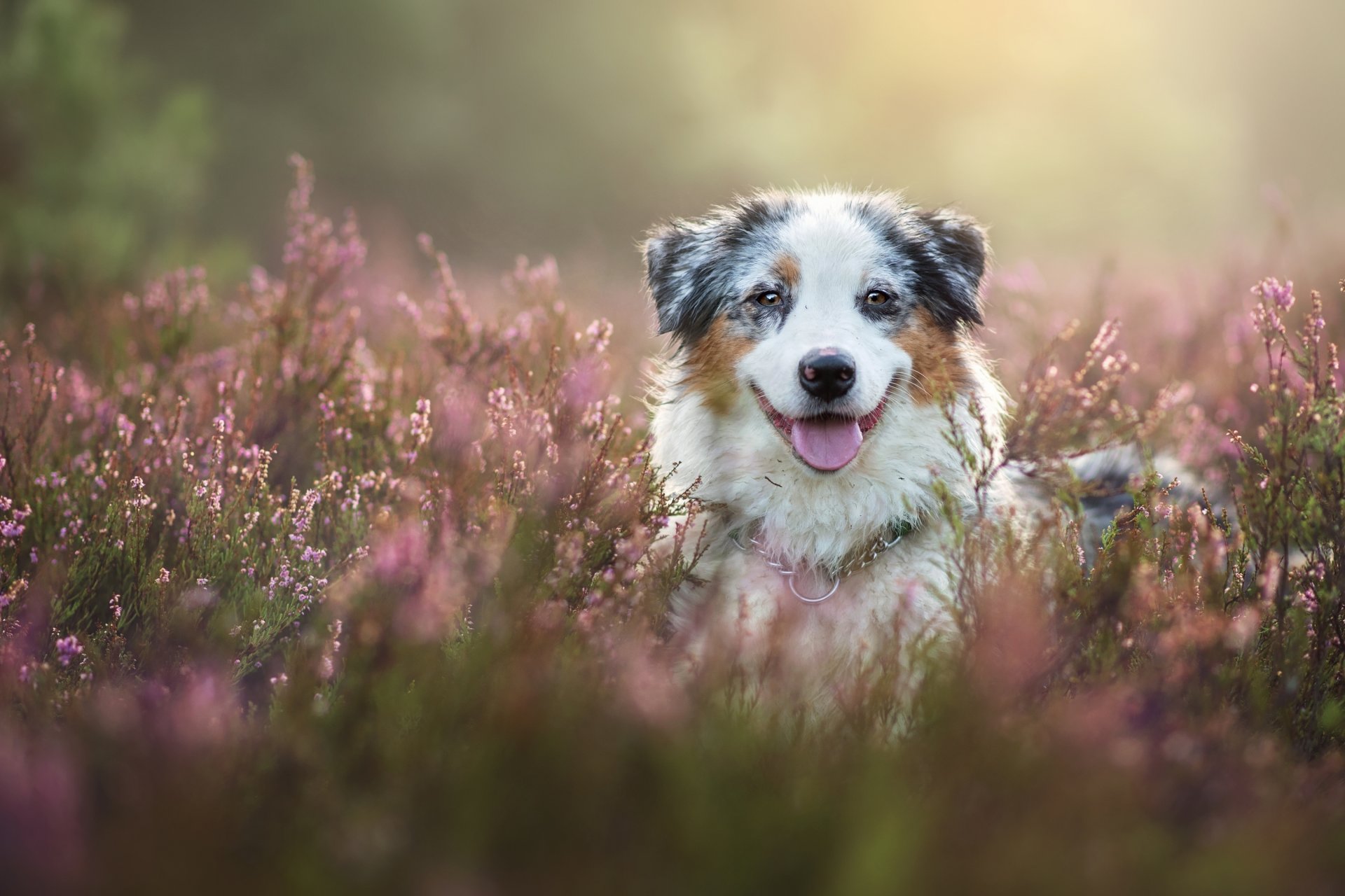 berger australien aussie chien museau bruyère