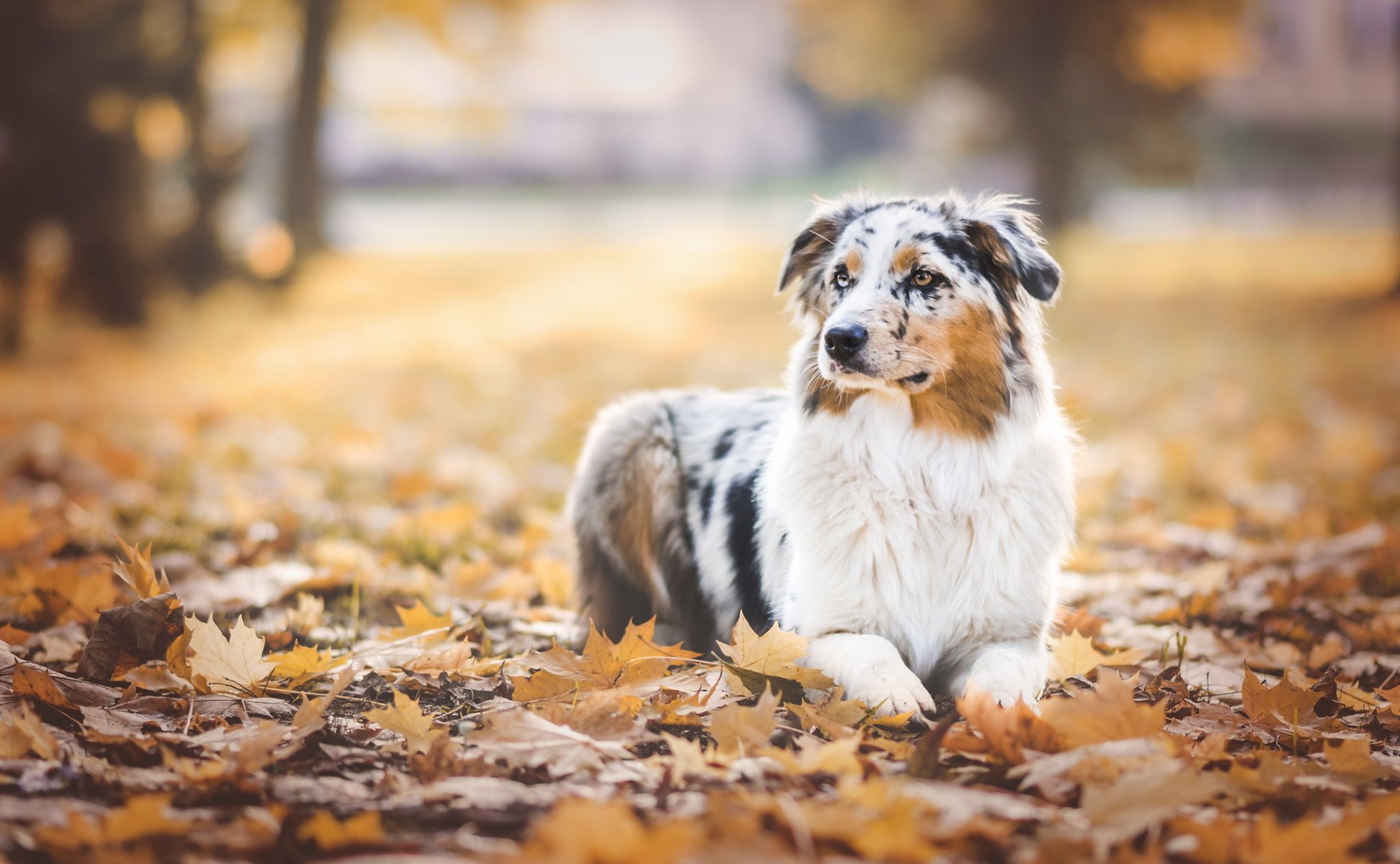 hund blick freund