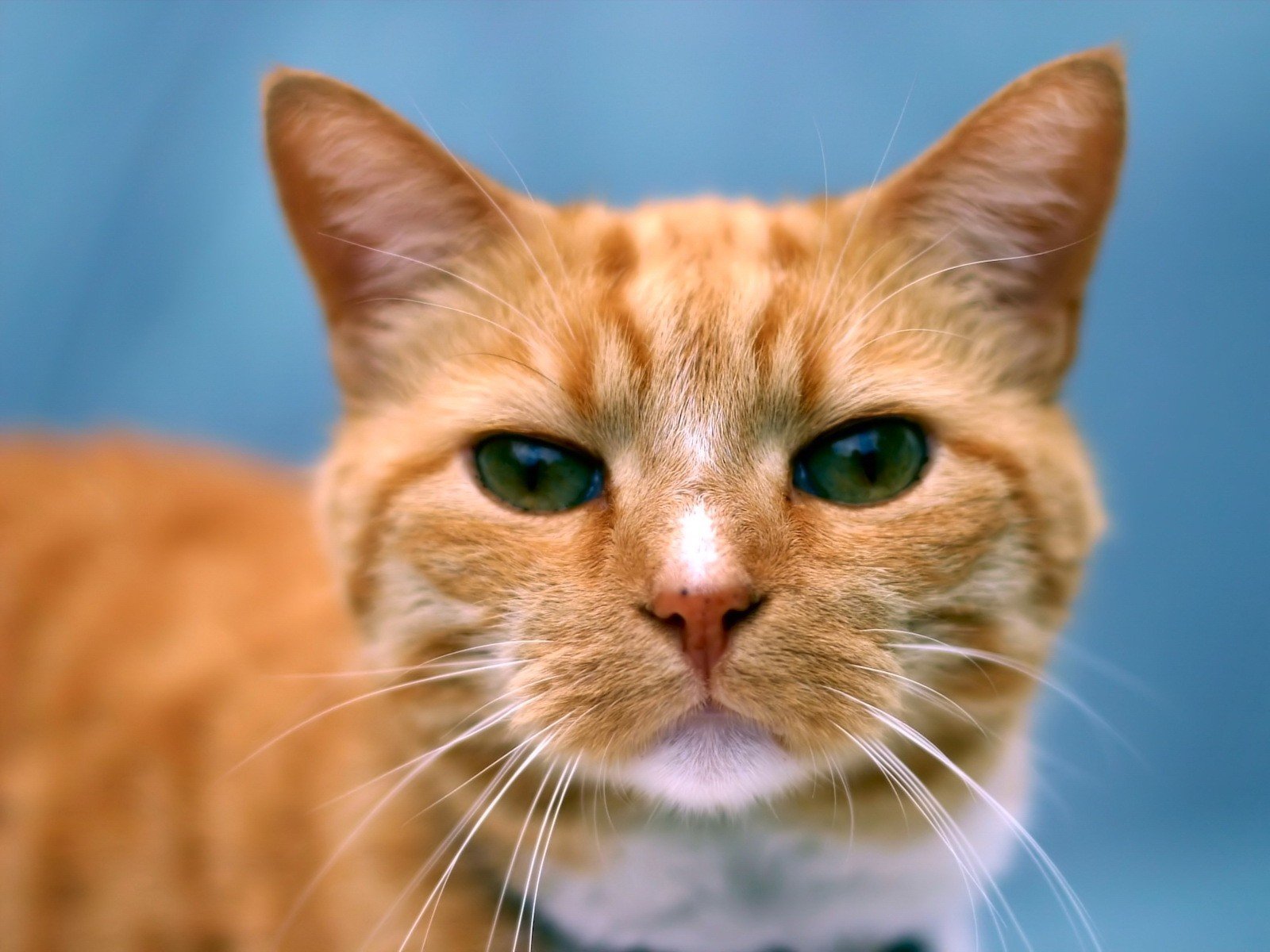 chat roux regard