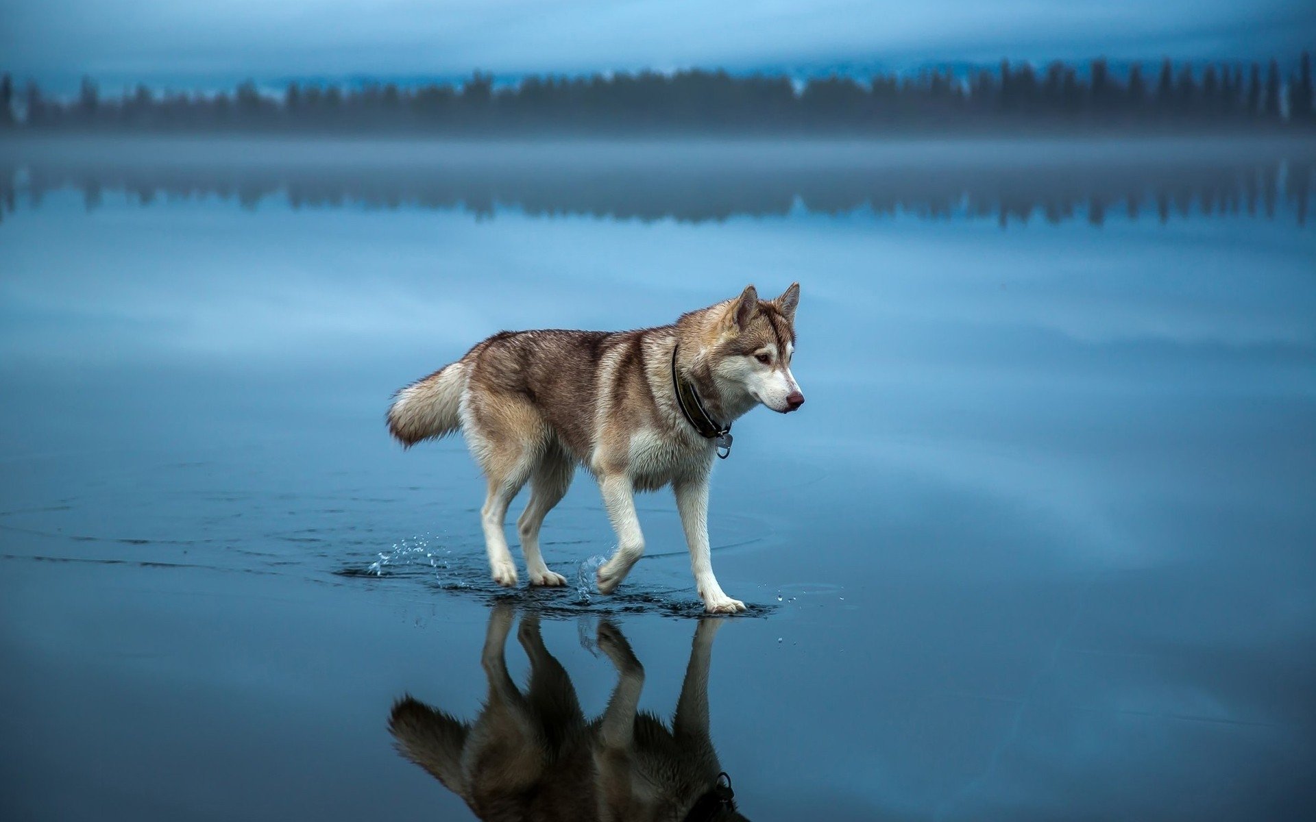 chien husky eau nature