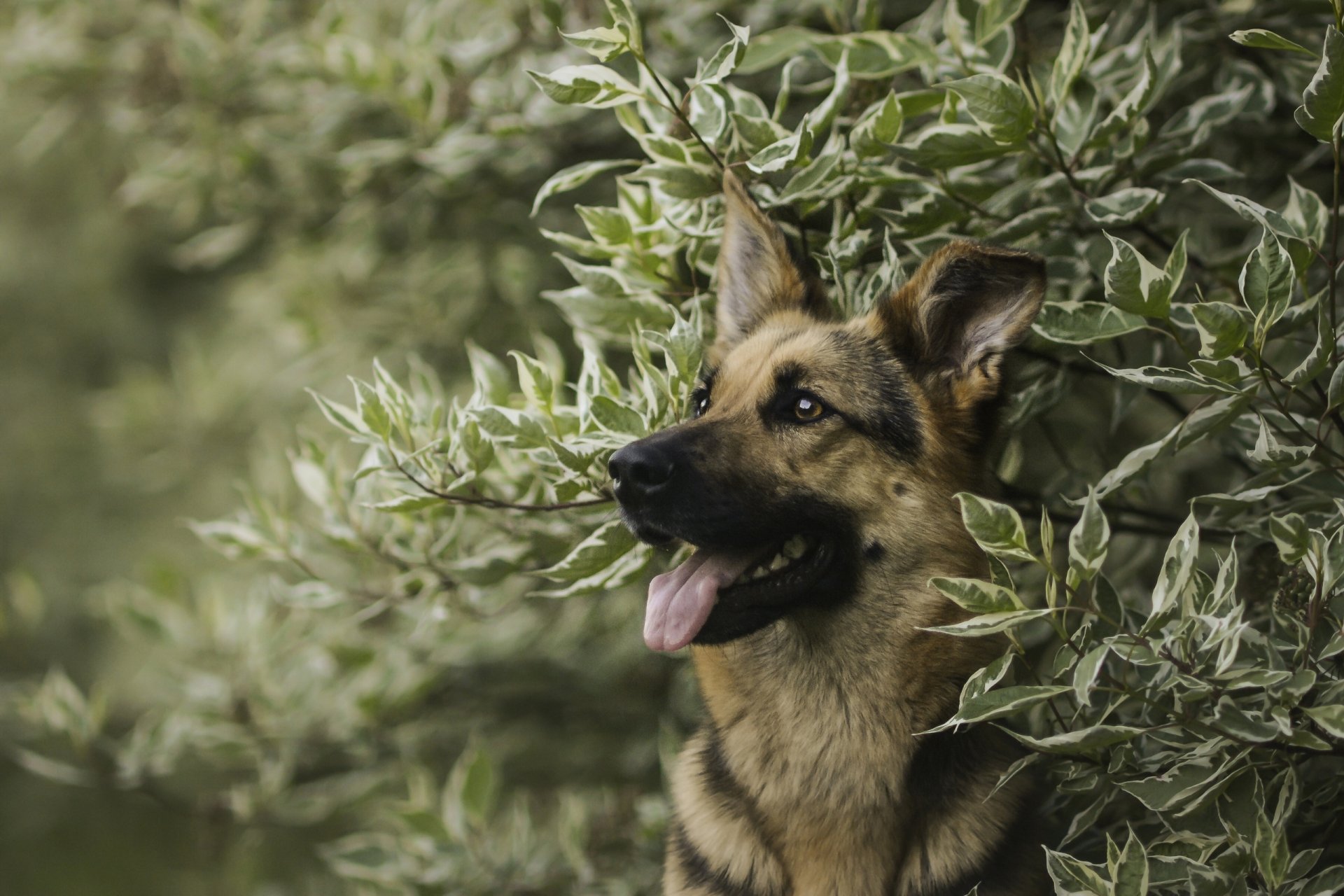 german shepherd shepherd dog face portrait branche