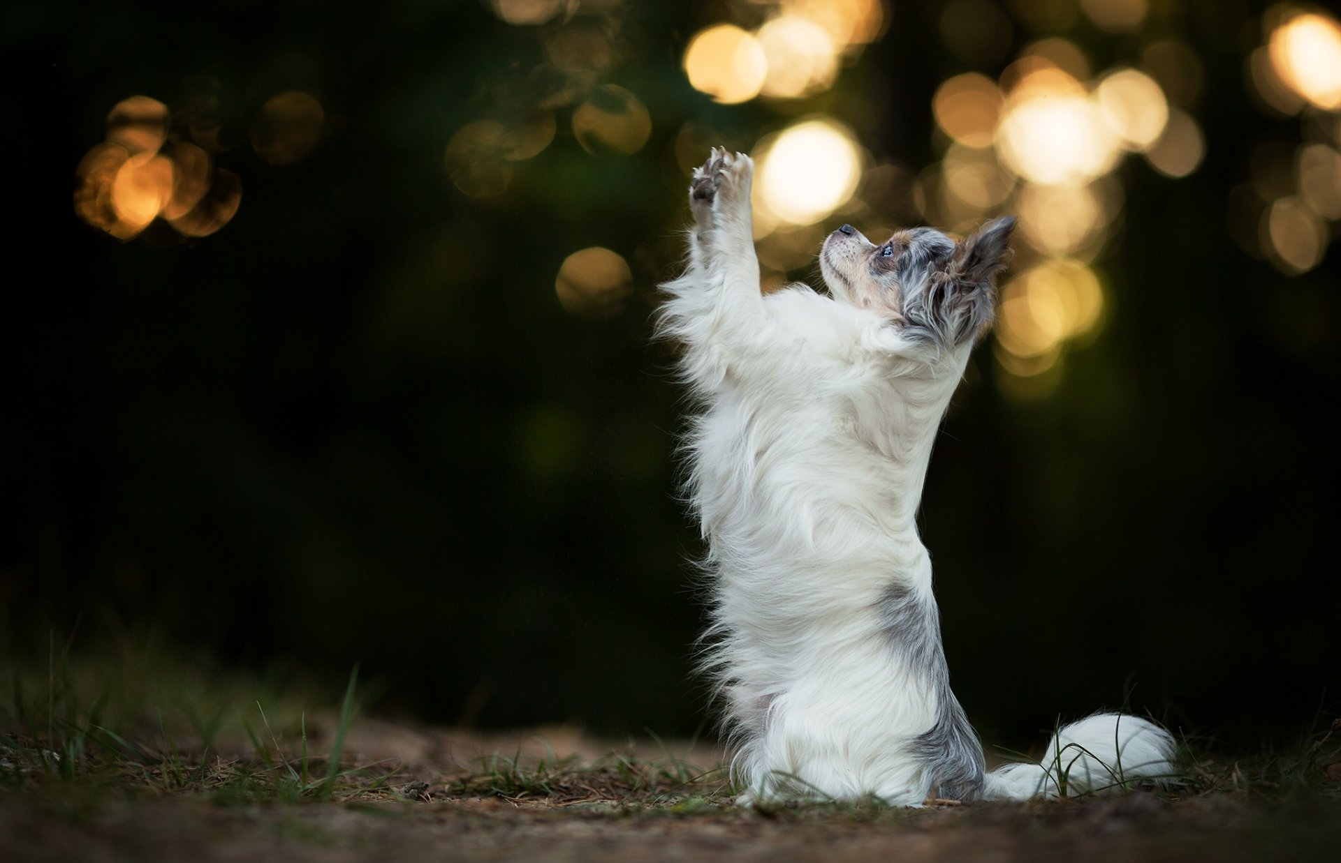 berger australien aussie chien