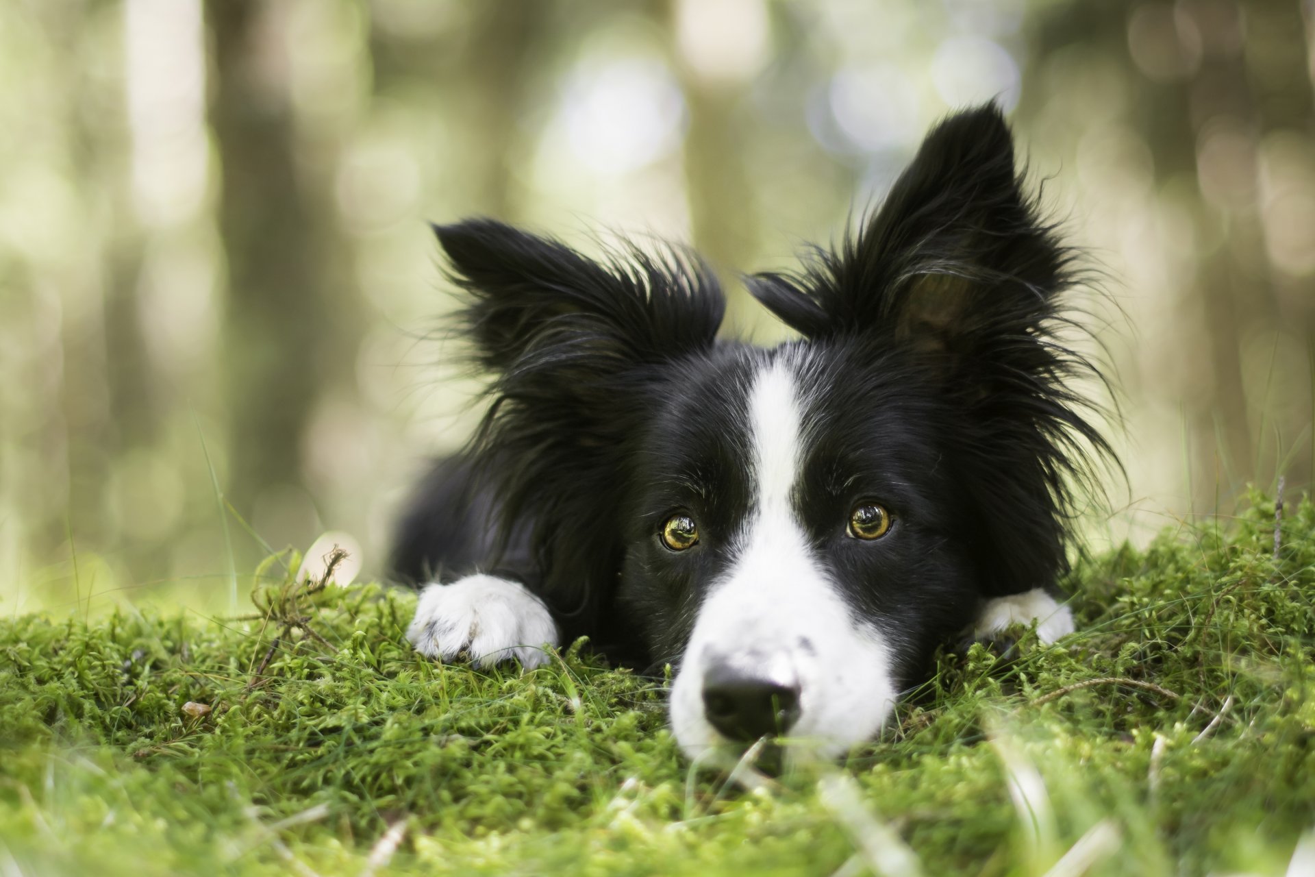 border collie hund schnauze blick moos