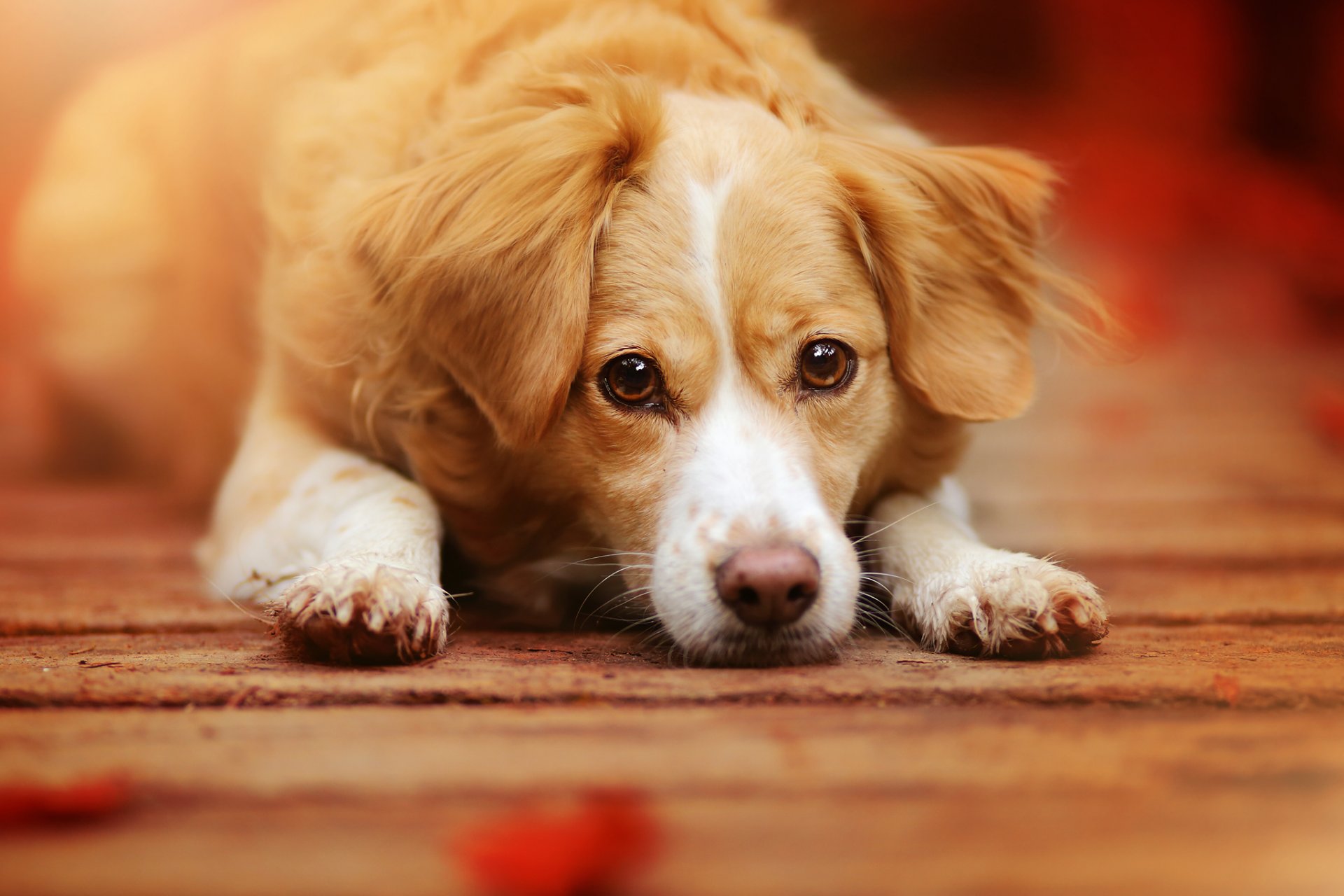 chien regard museau