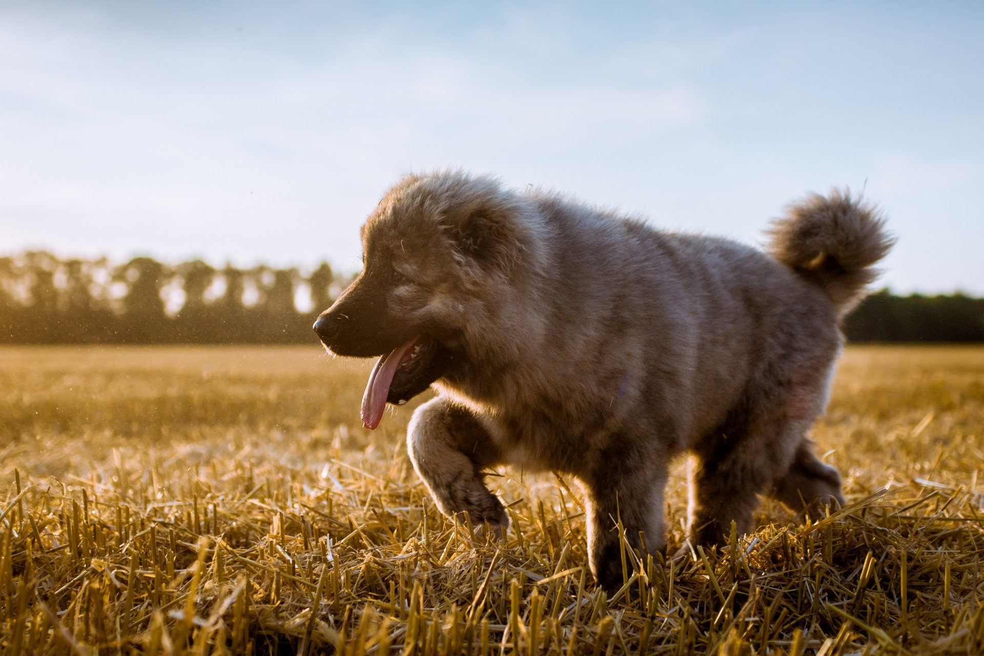 kaukasischer schäferhund hund welpe zunge feld ernte