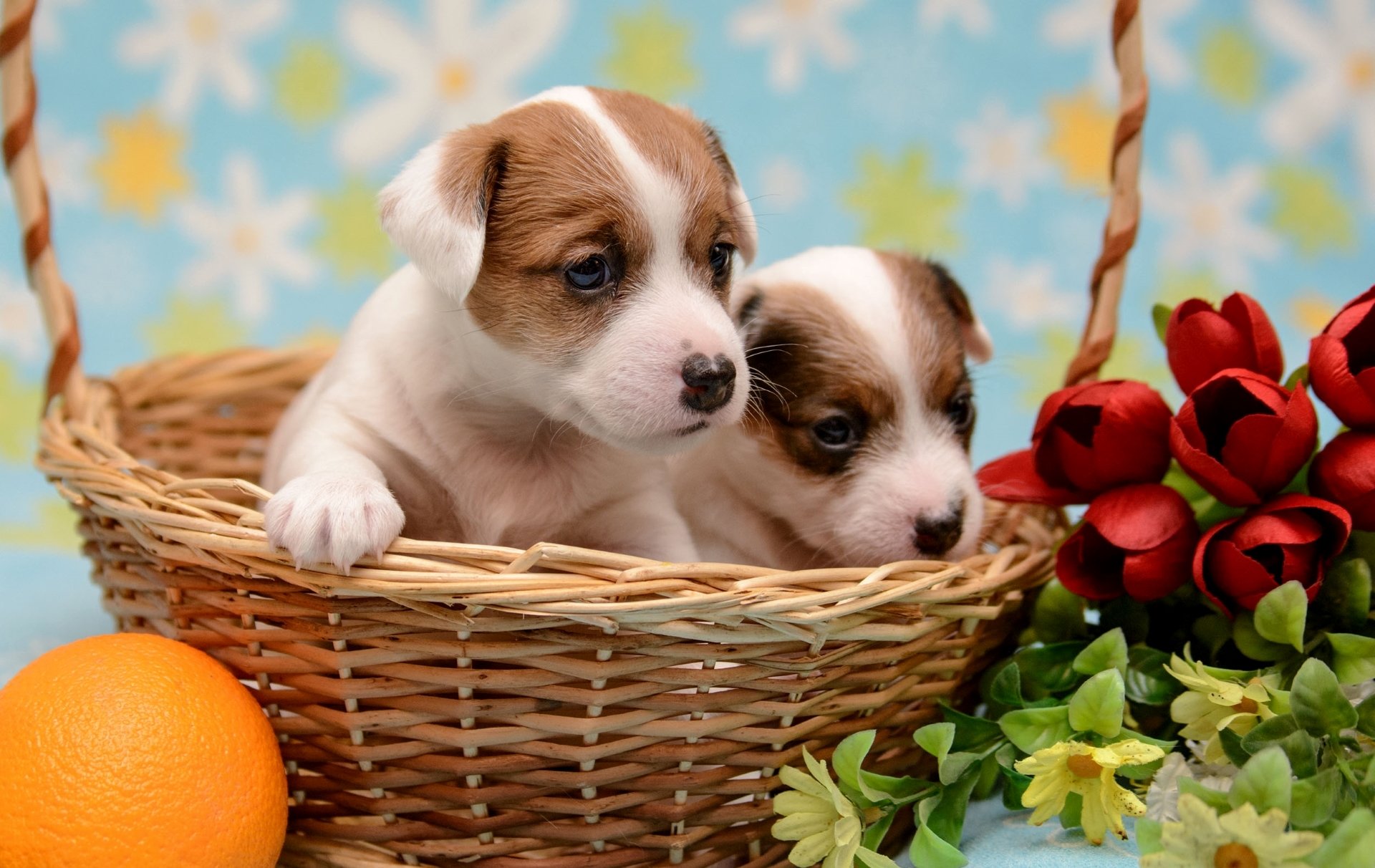 cuccioli cesto arancia fiori