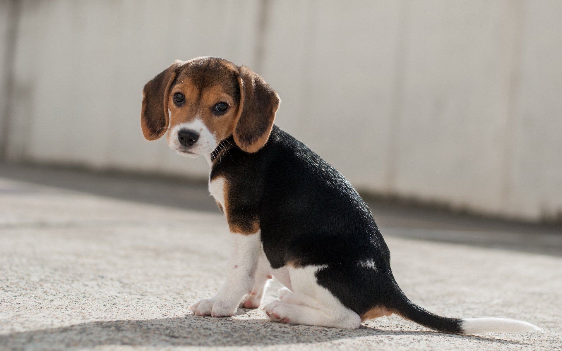 cane sguardo amico beagle