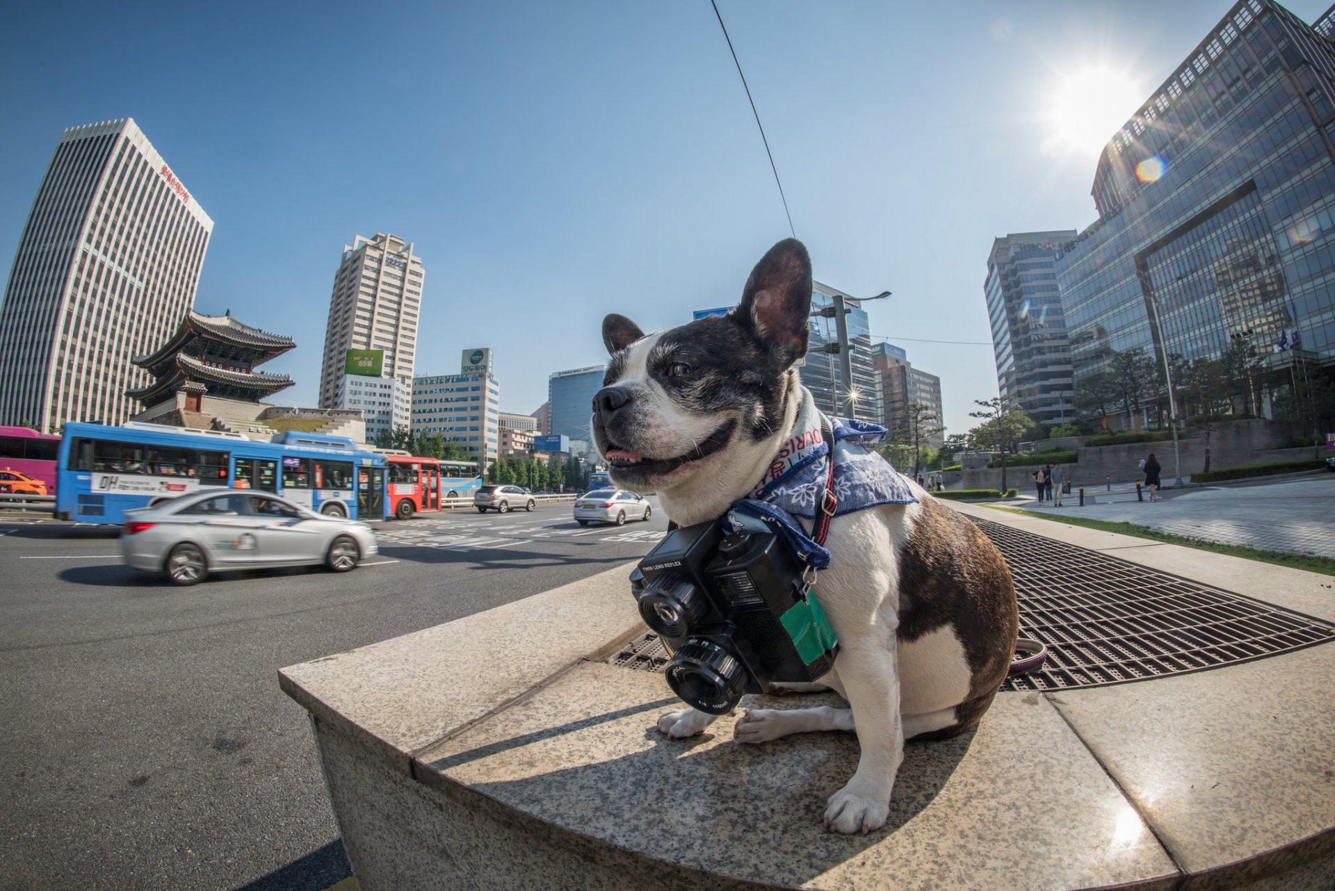 offizieller seoul phodographer boston terrier korea