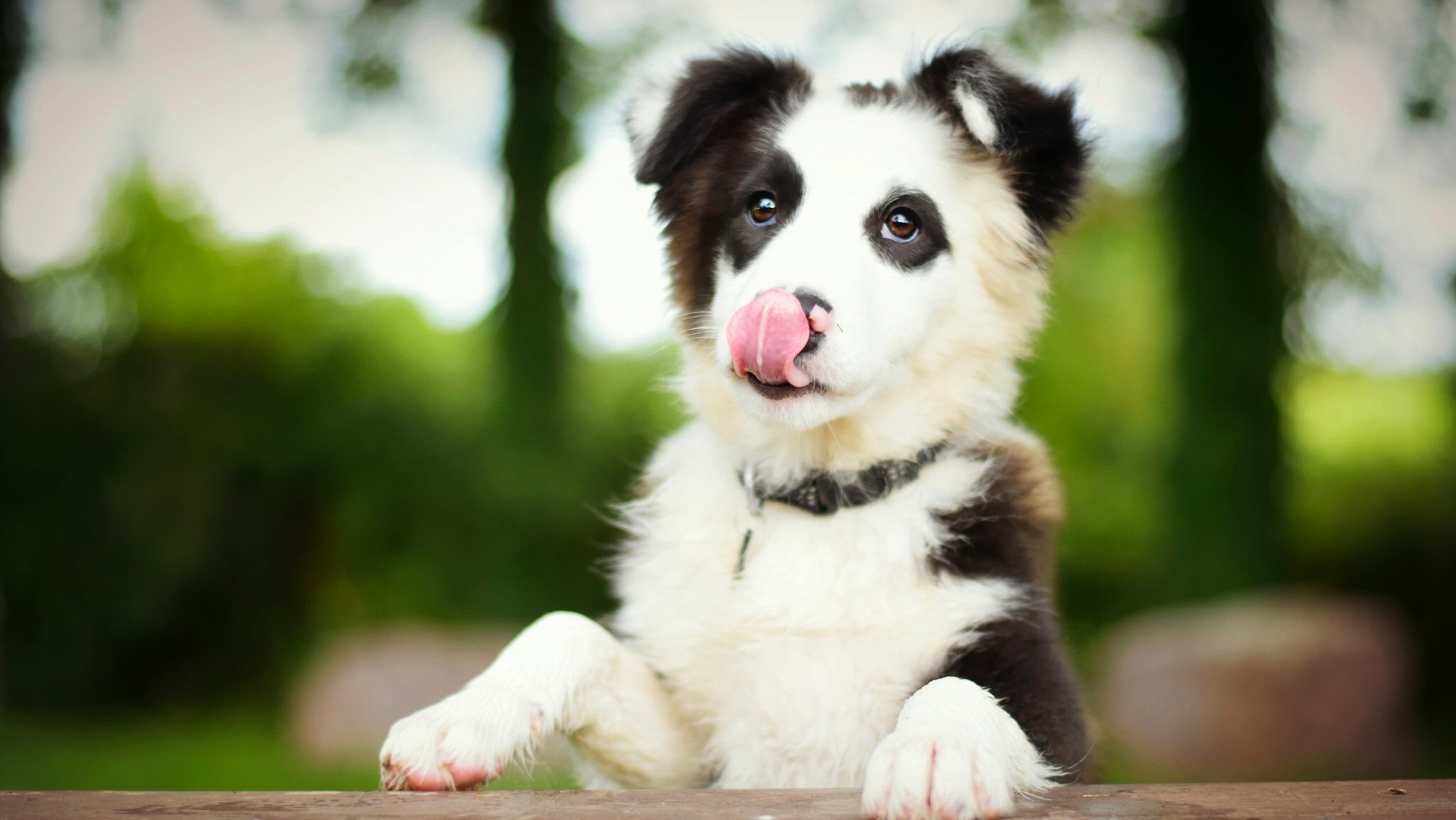 border collie hund welpe zunge