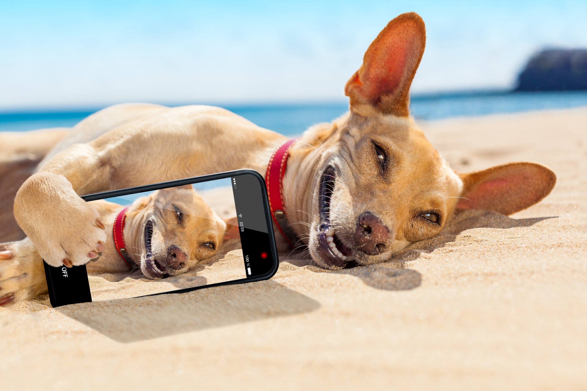 chihuahua liegt im sand sonnenbaden lächeln smartphone schnappschuss strand meer sonne ruhe humor