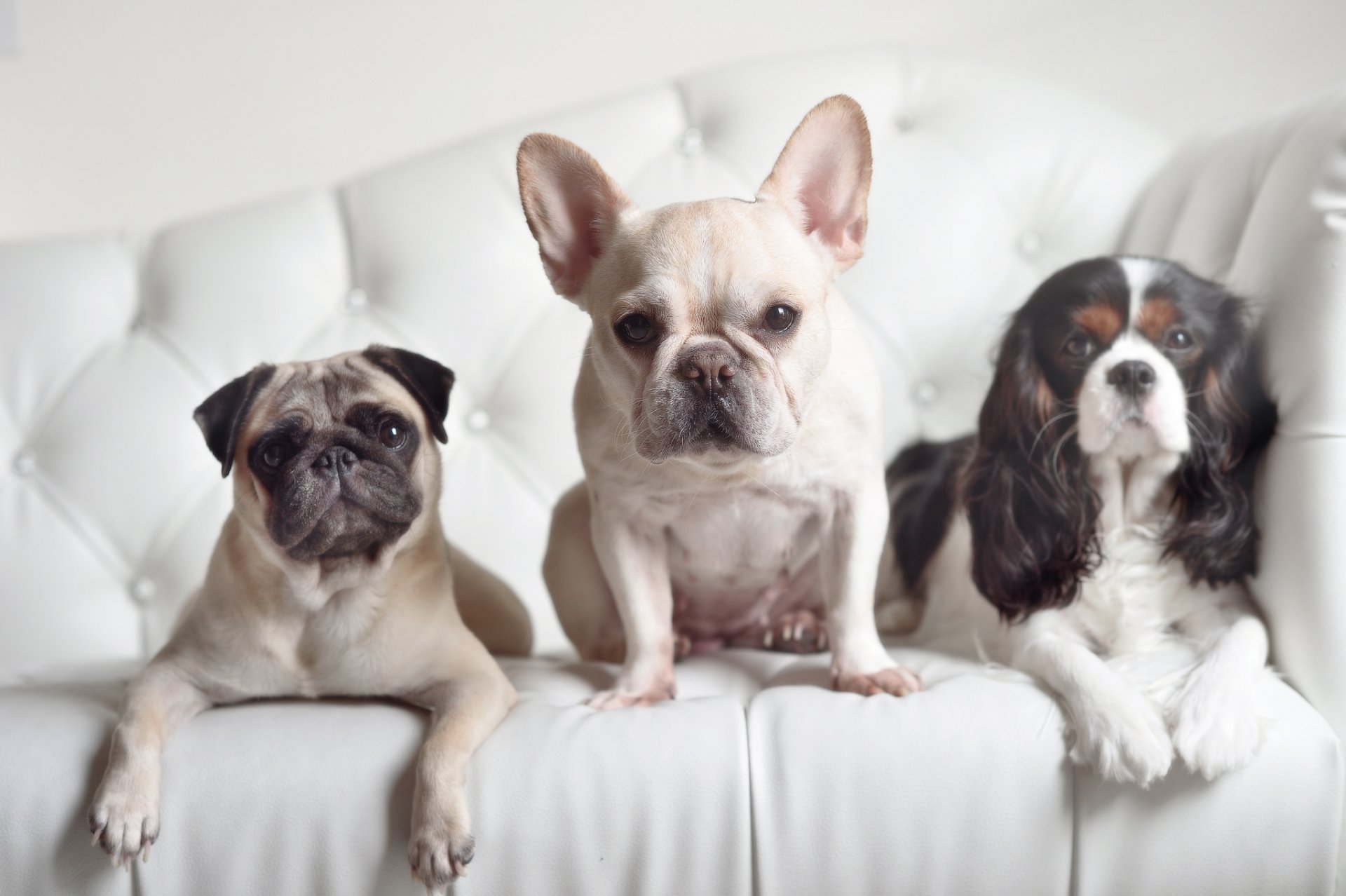 french bulldog pug spaniel dogs trinity trio view