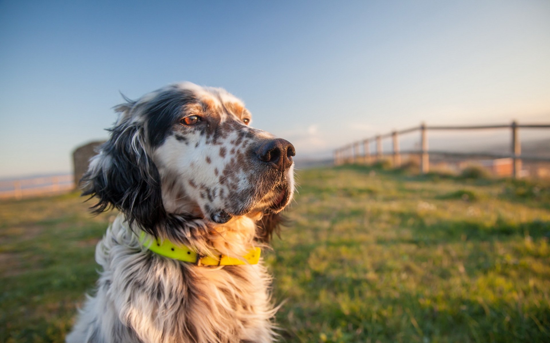 chien regard ami