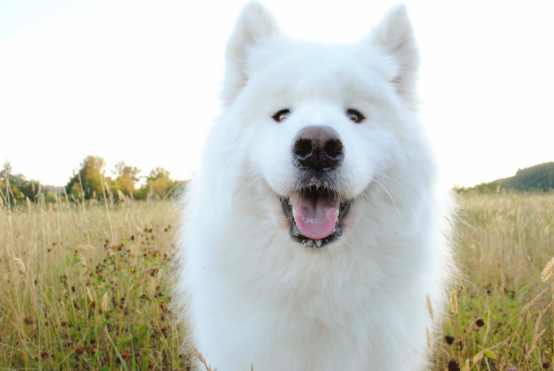 samoyède chien museau