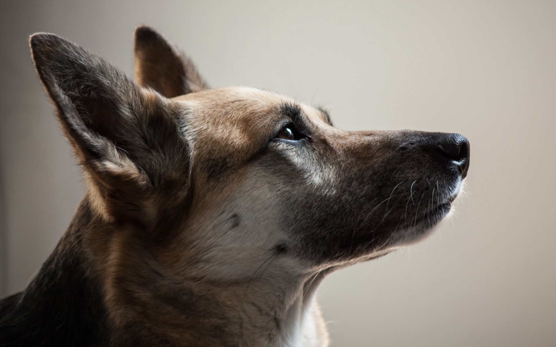 chien regard ami