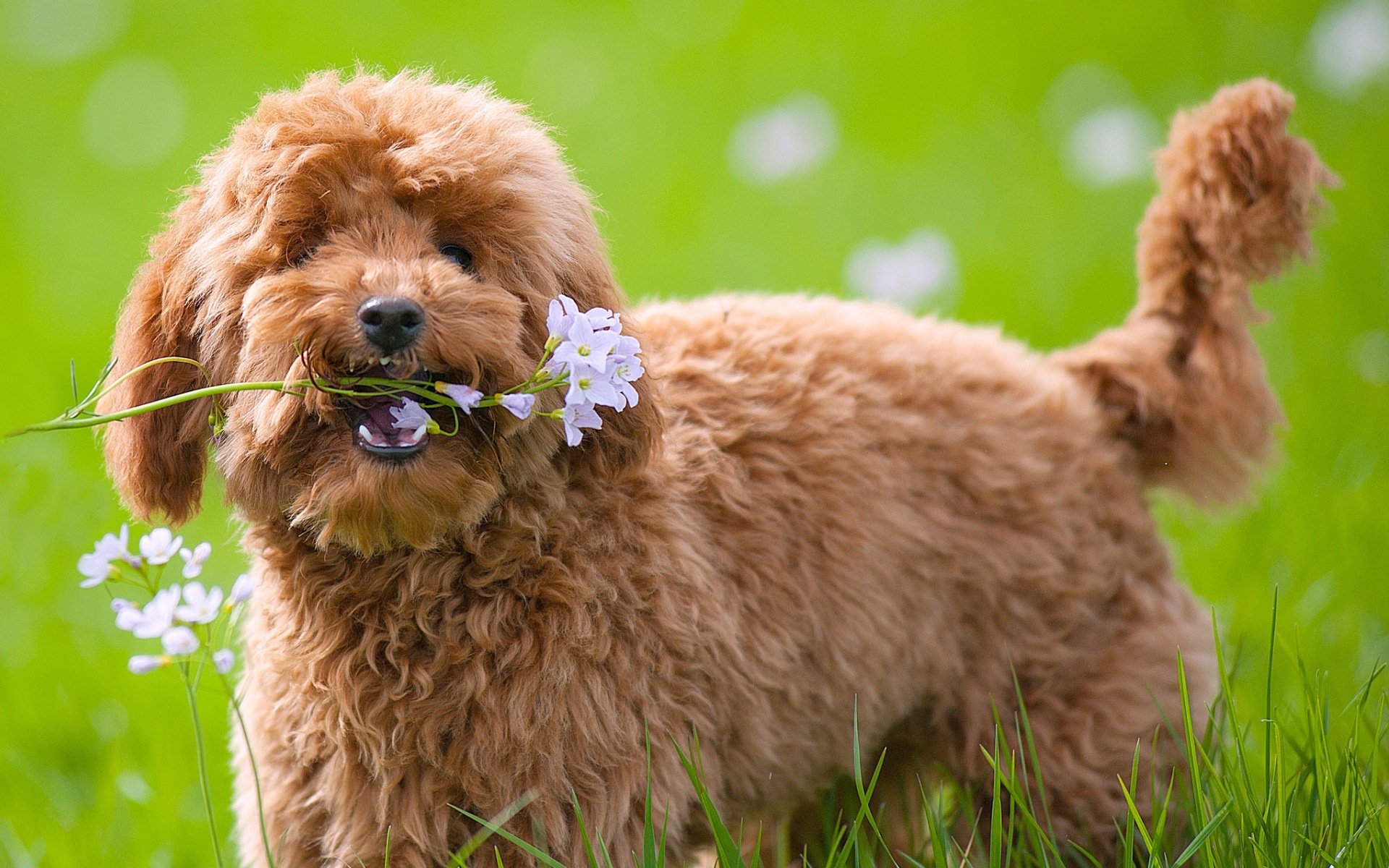 hund blick freund