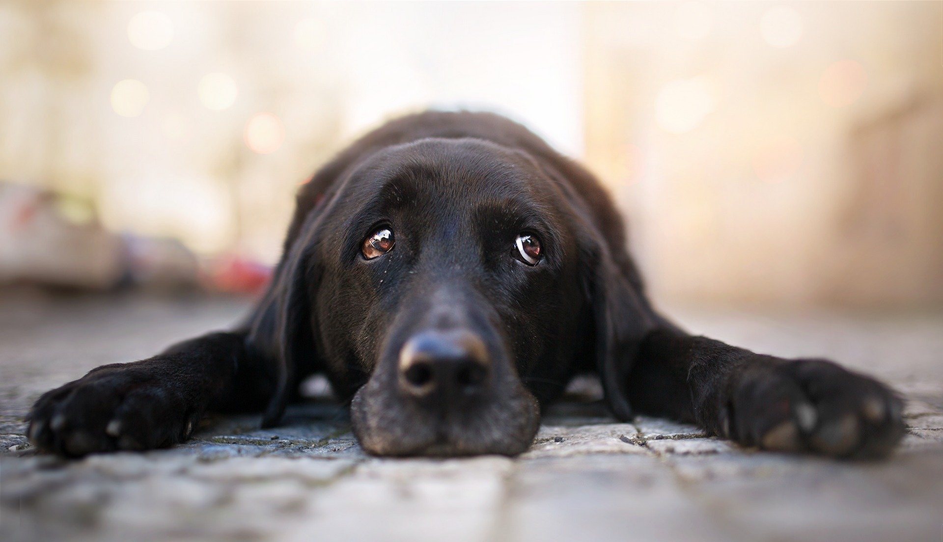 cane sguardo amico