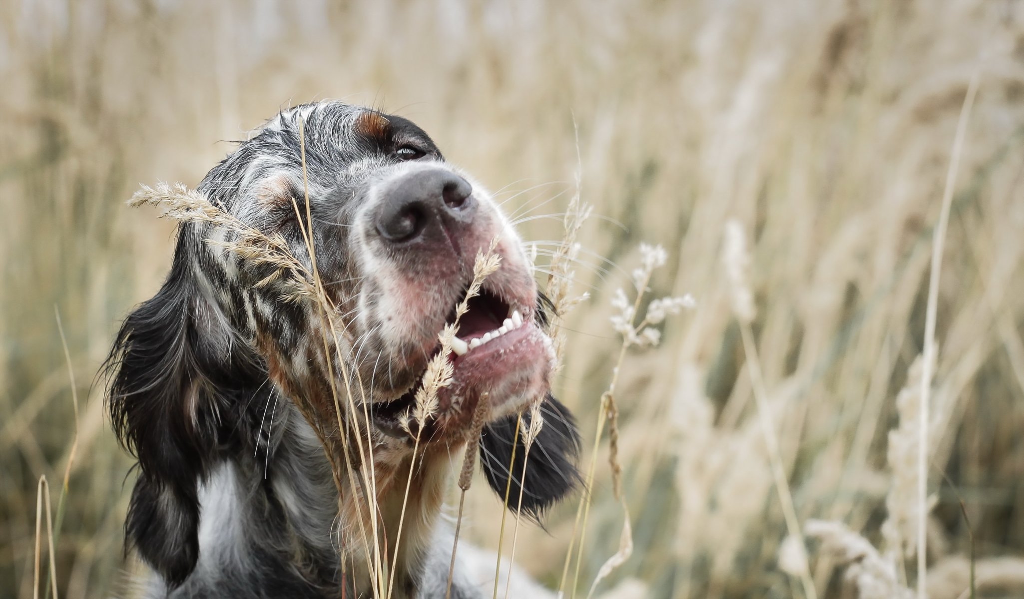 hund freund sommer