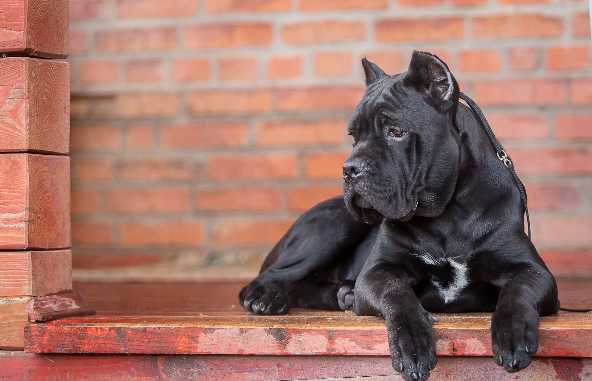 cane corso chien portrait