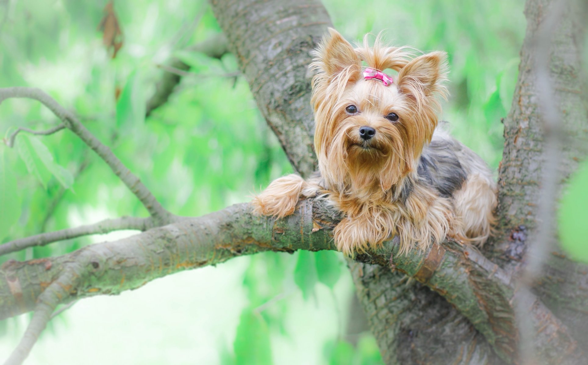 yorkshire terrier york perro árbol