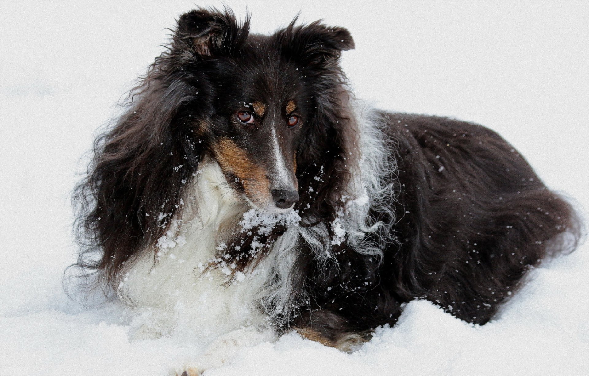 perro vista amigo nieve