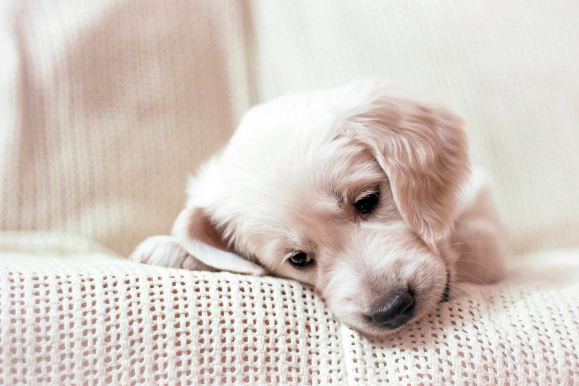 golden retriever puppy snout plaid