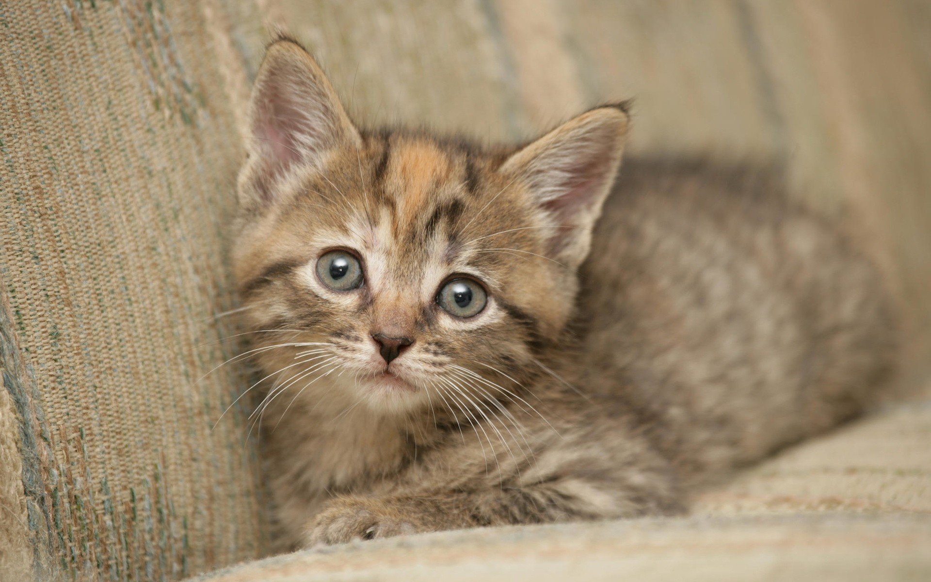 gatito sofá mirada