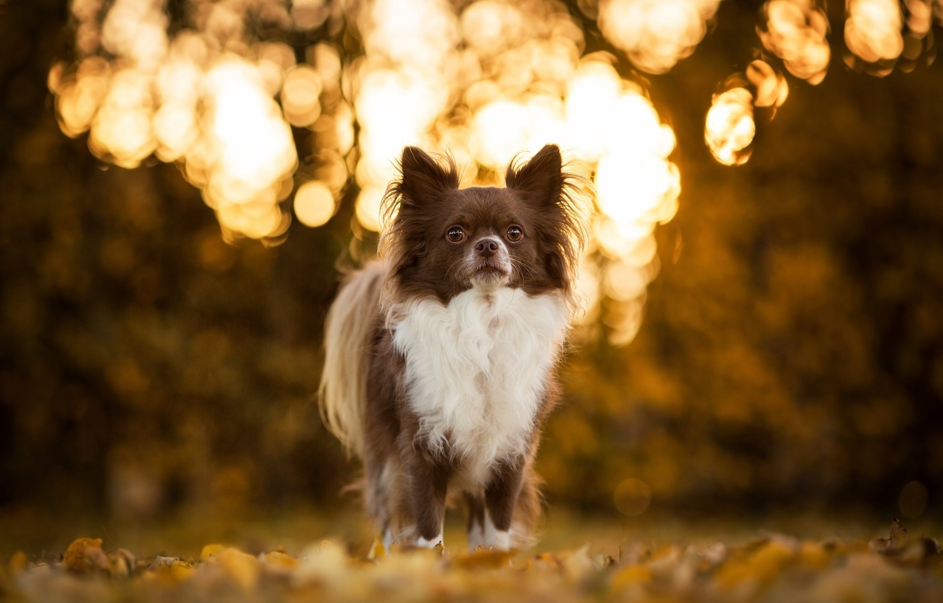 chihuahua cane bokeh