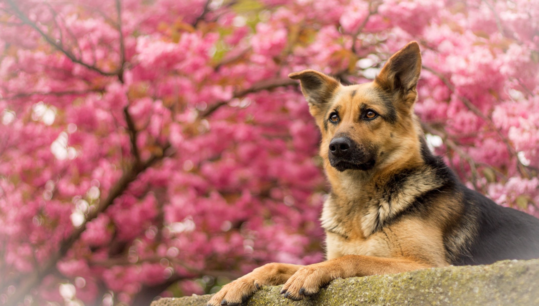 berger allemand berger chien portrait