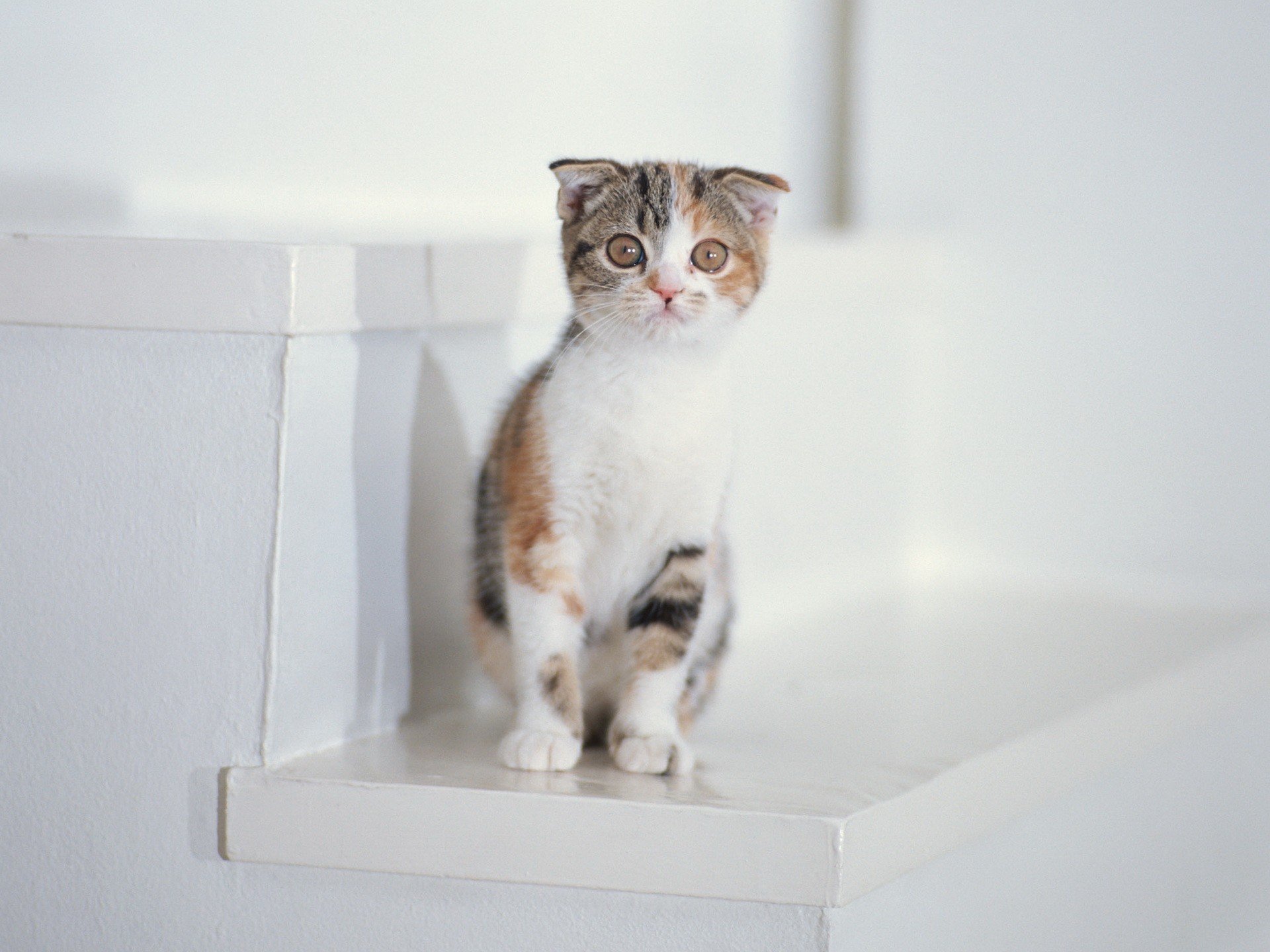 escalier blanc chaton