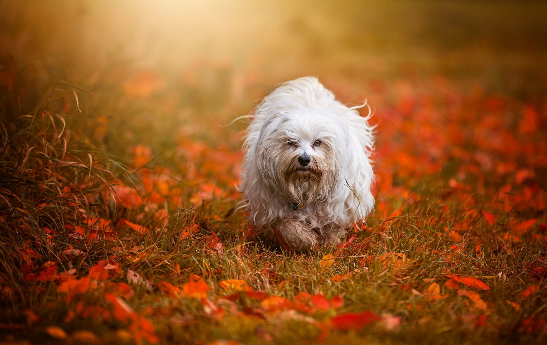 hawański bichon pies jesień liście