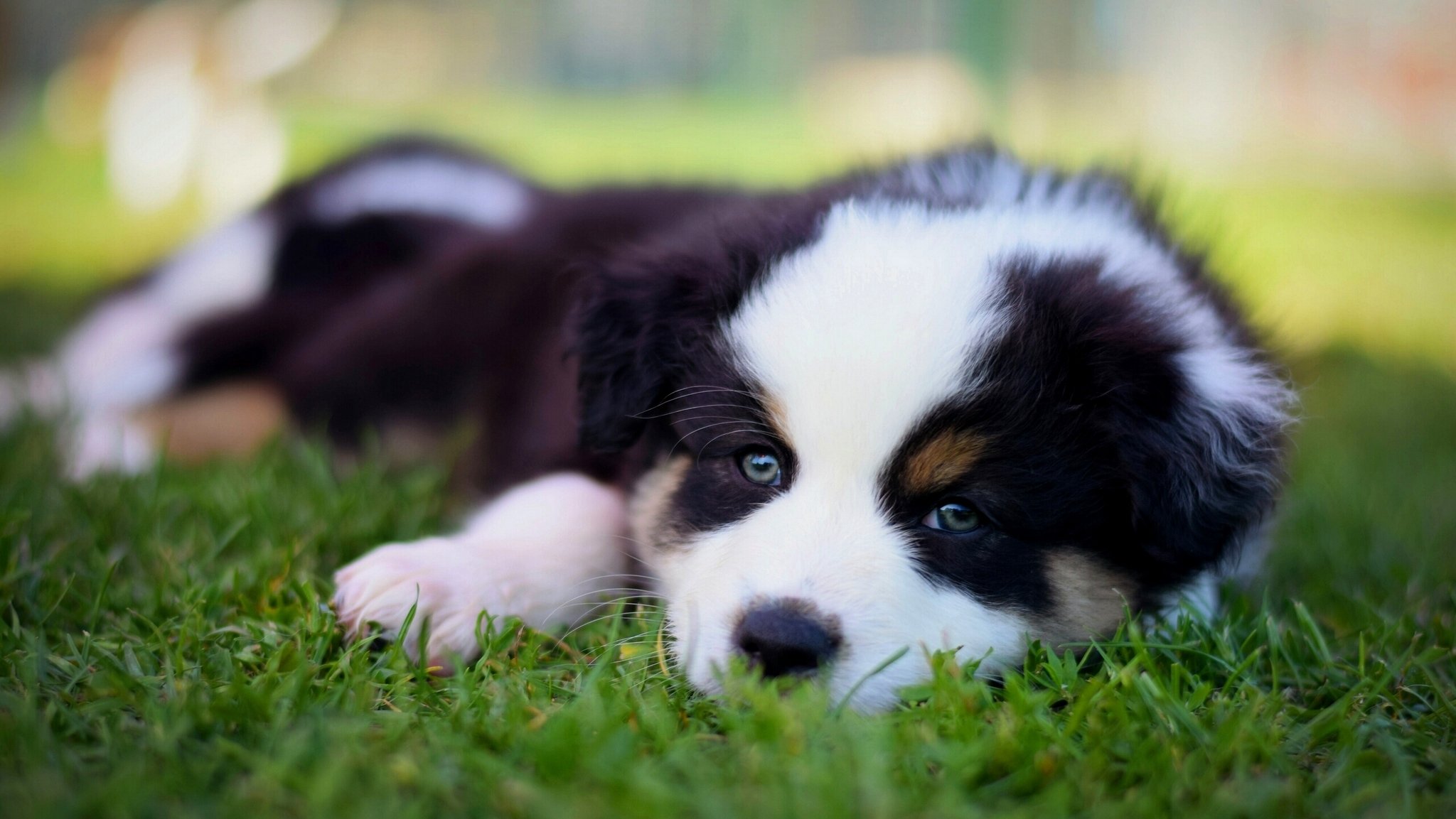 australischer schäferhund aussie hund welpe schnauze blick gras