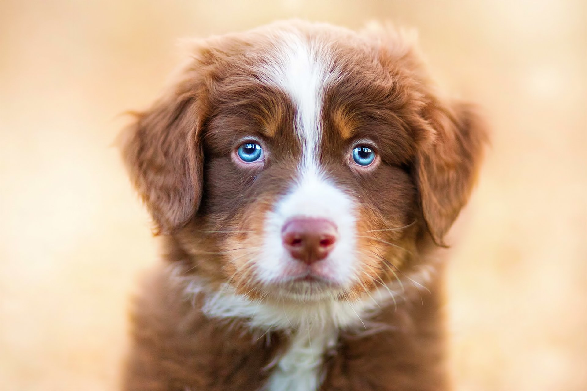 chien animaux vue chiot yeux bleus