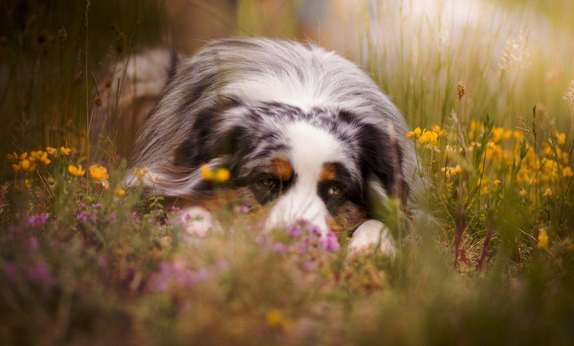 perro mirada amigo verano