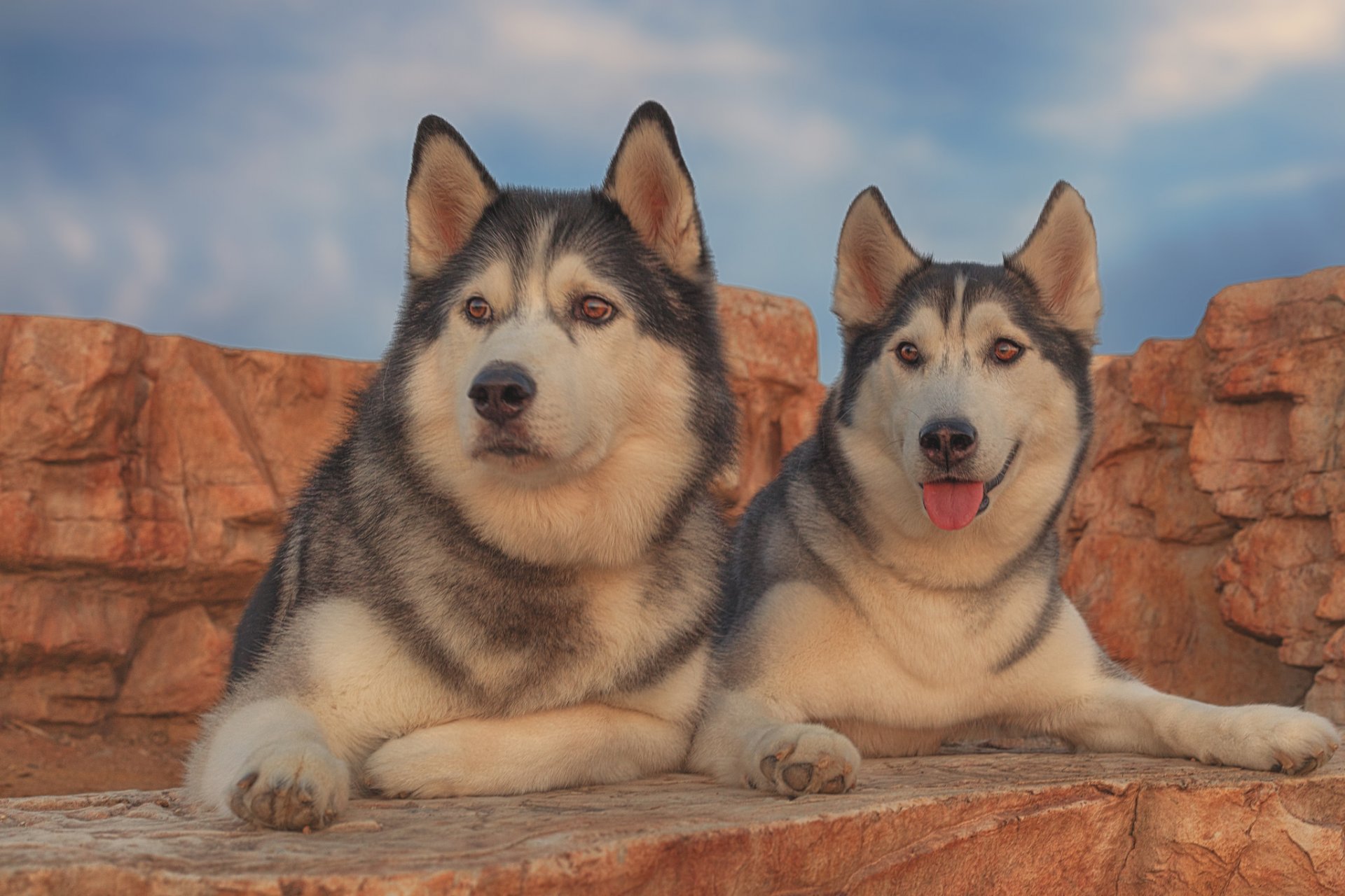 husky chien couple portrait