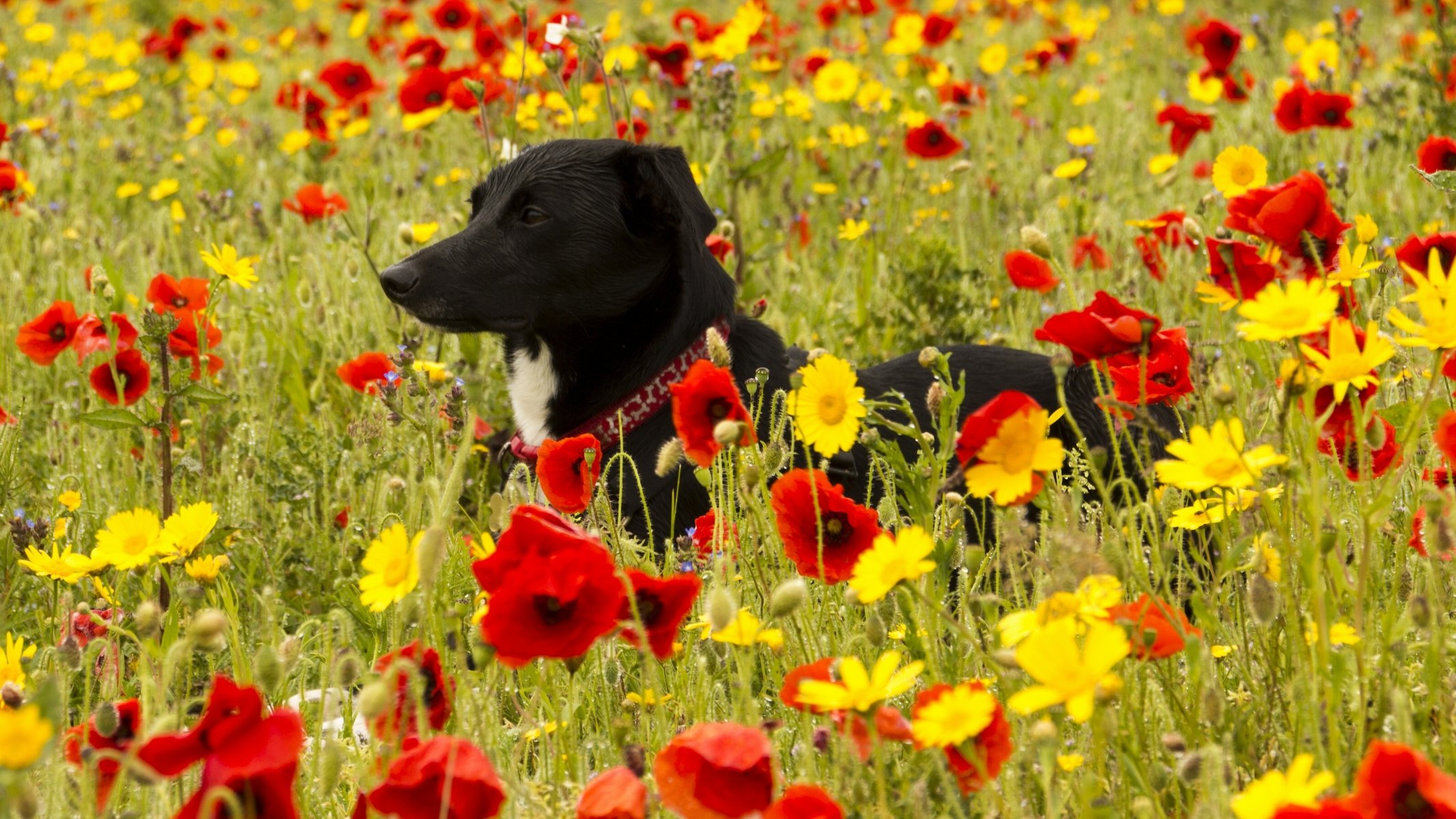 cane prato fiori papaveri