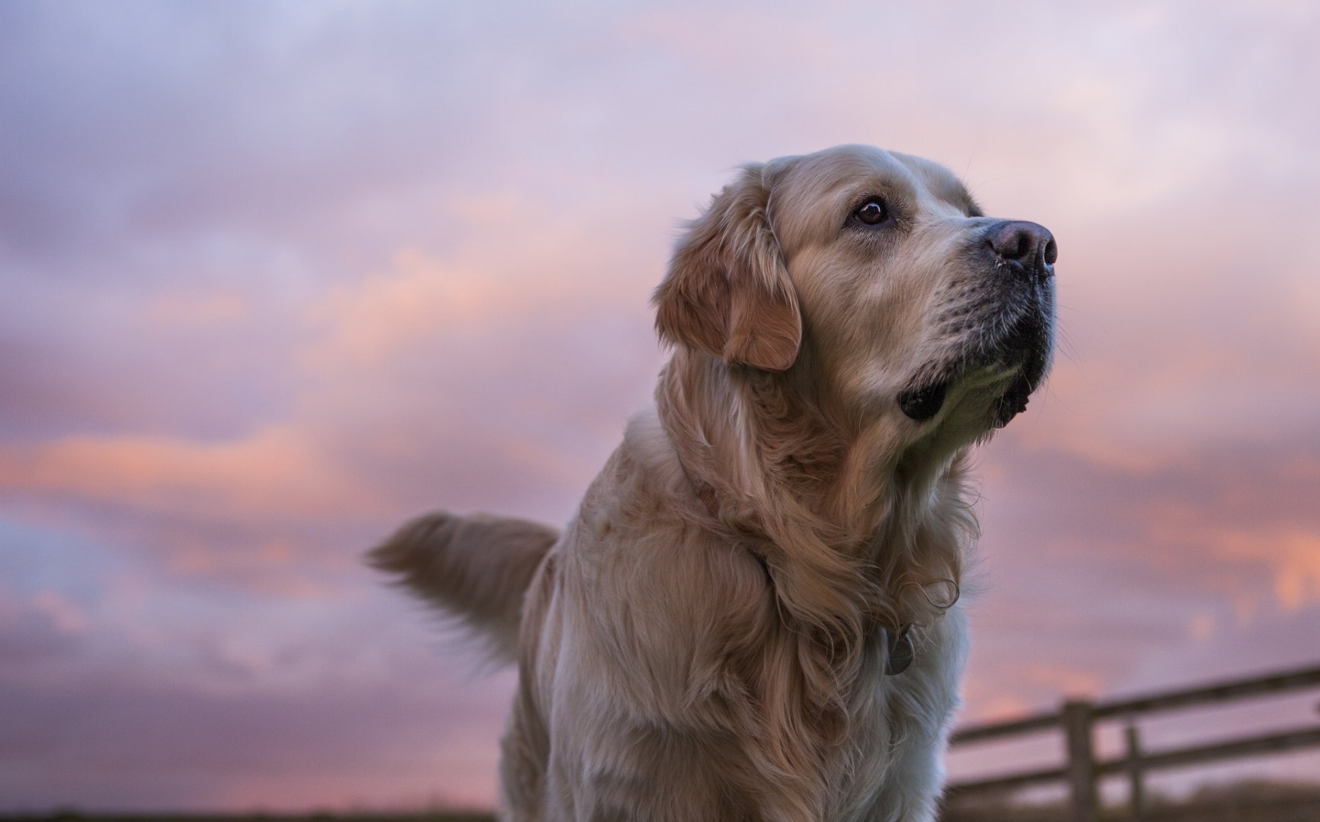 golden retriever golden retriever chien