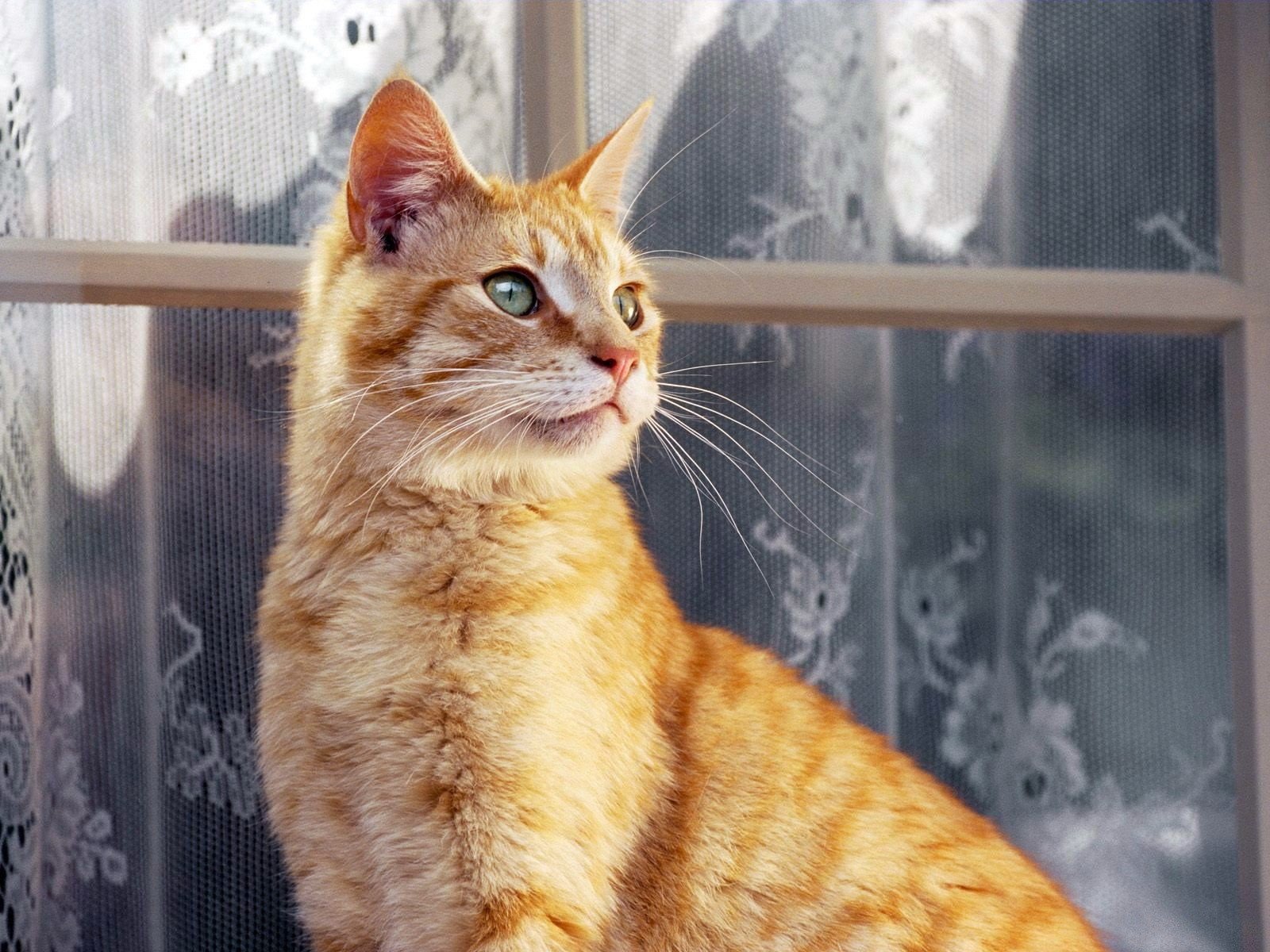 fenster katze rot vorhänge