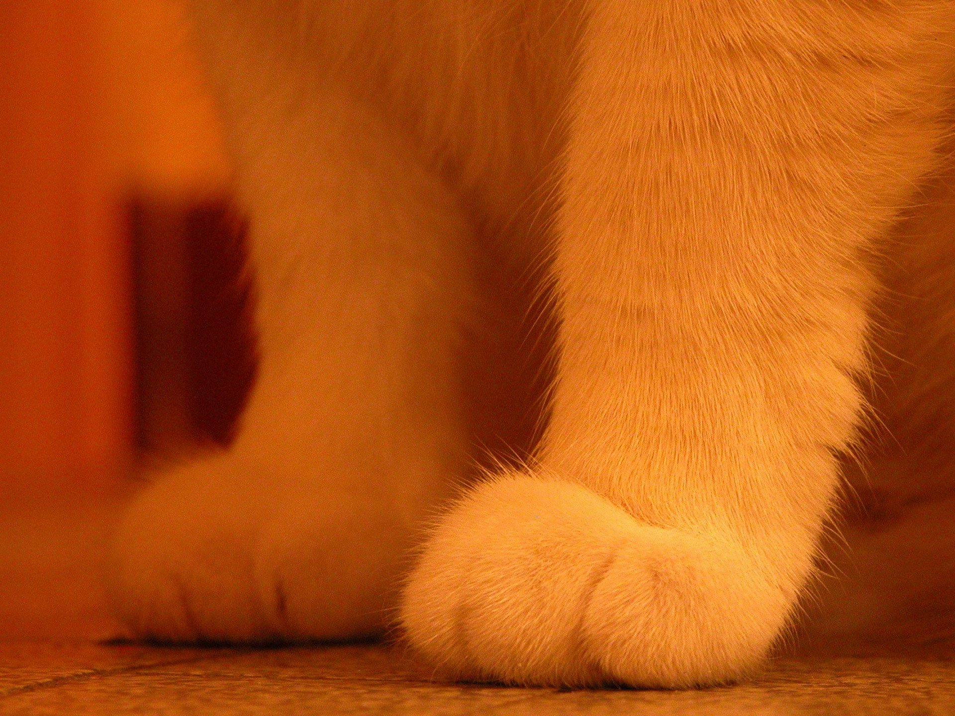 cats foot fur