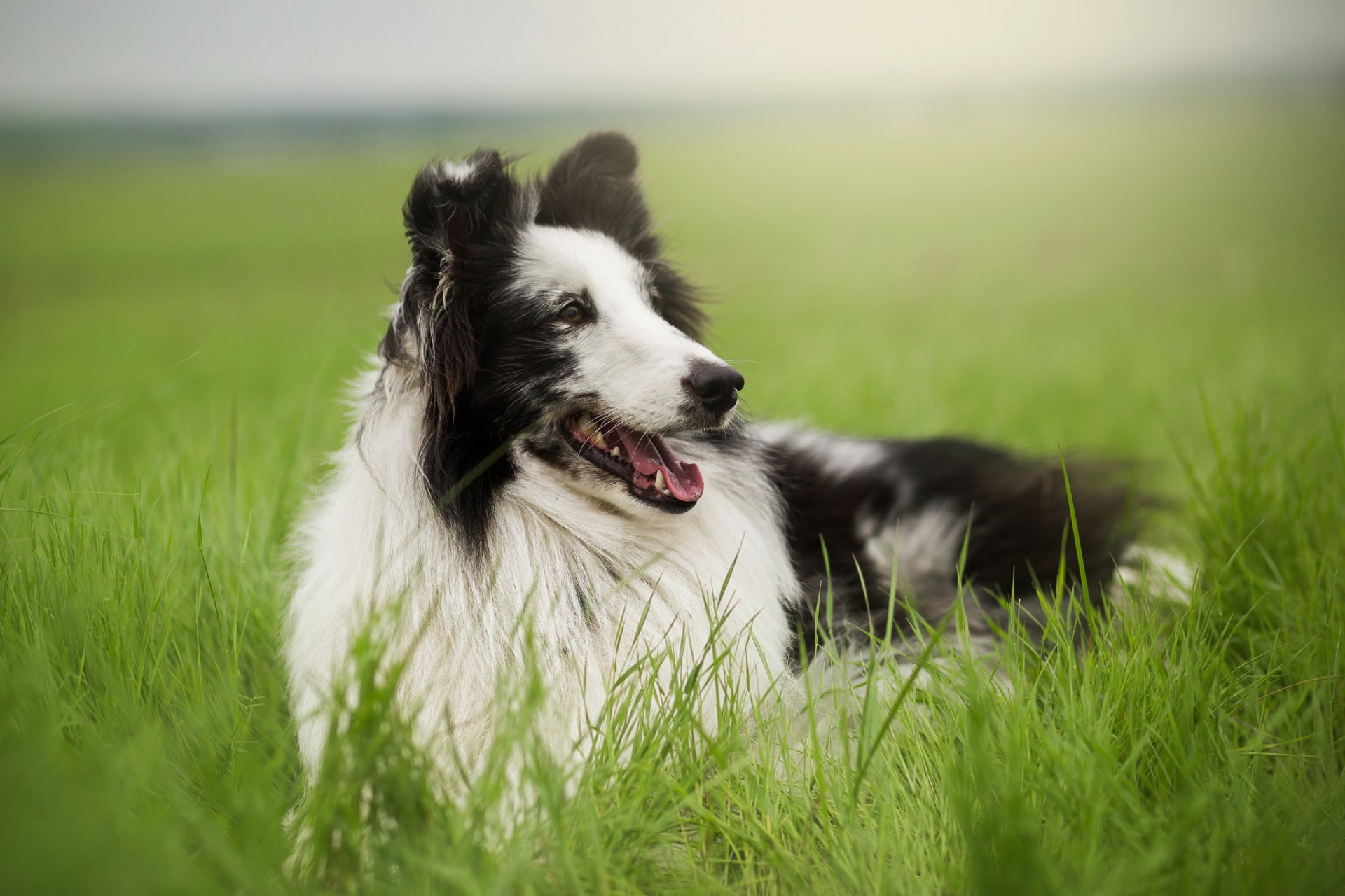 hund blick freund