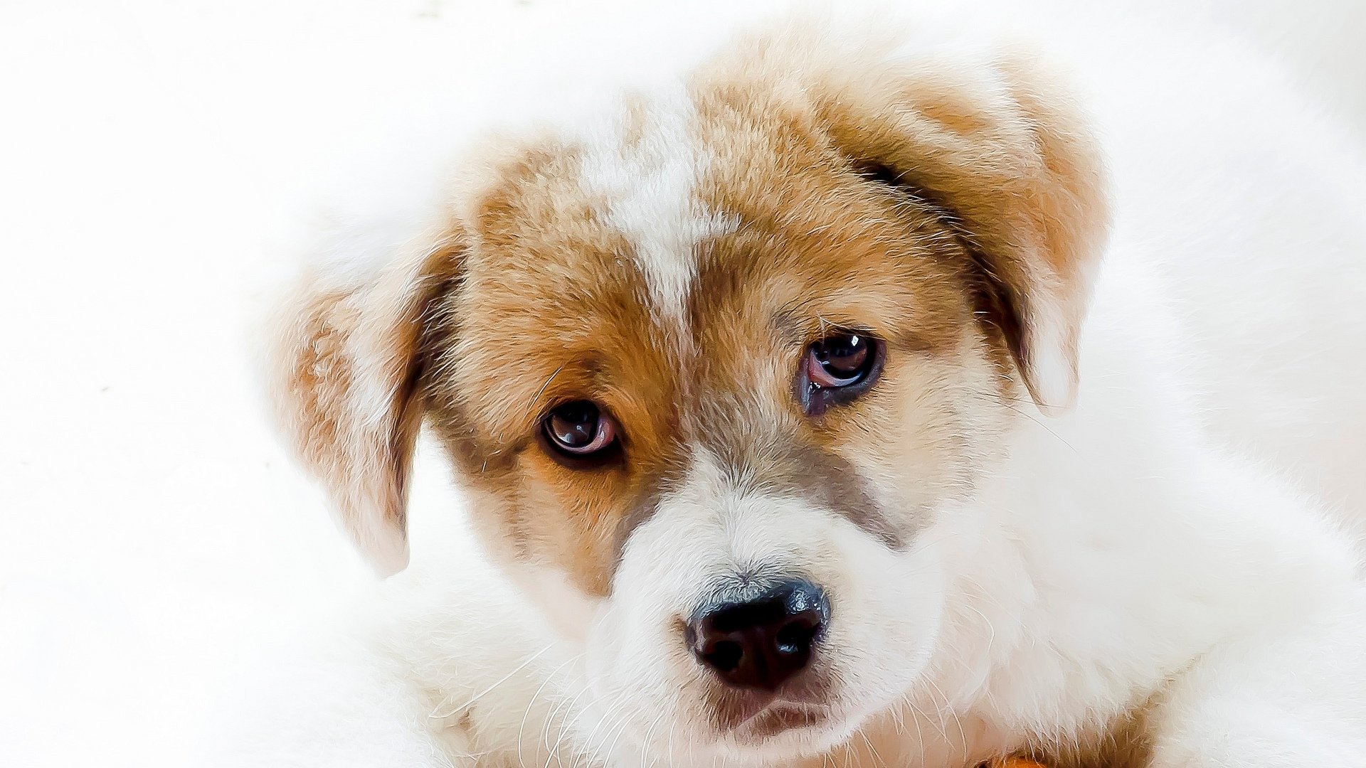 cane cucciolo sguardo