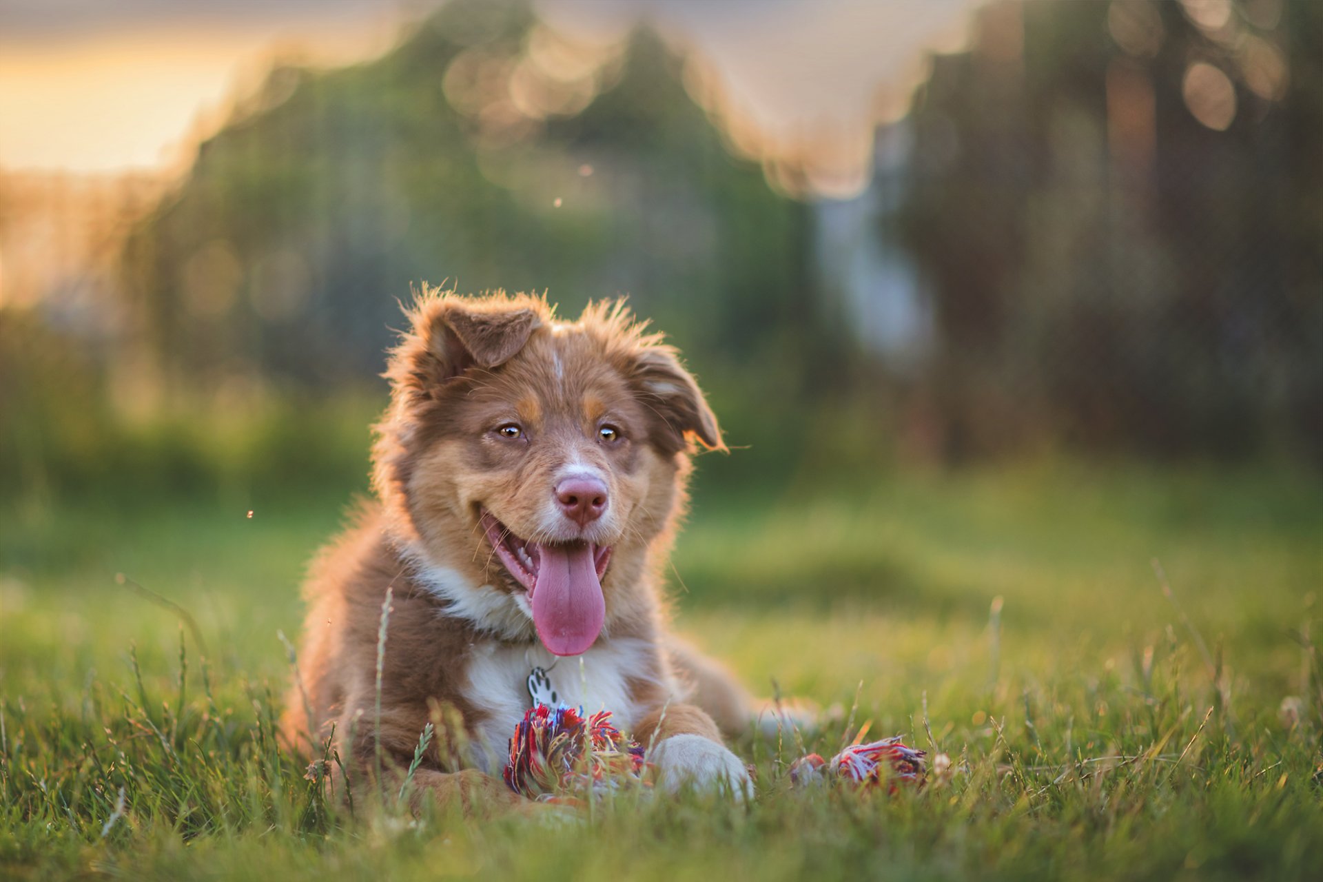 pastor australiano aussie perro cachorro lengua