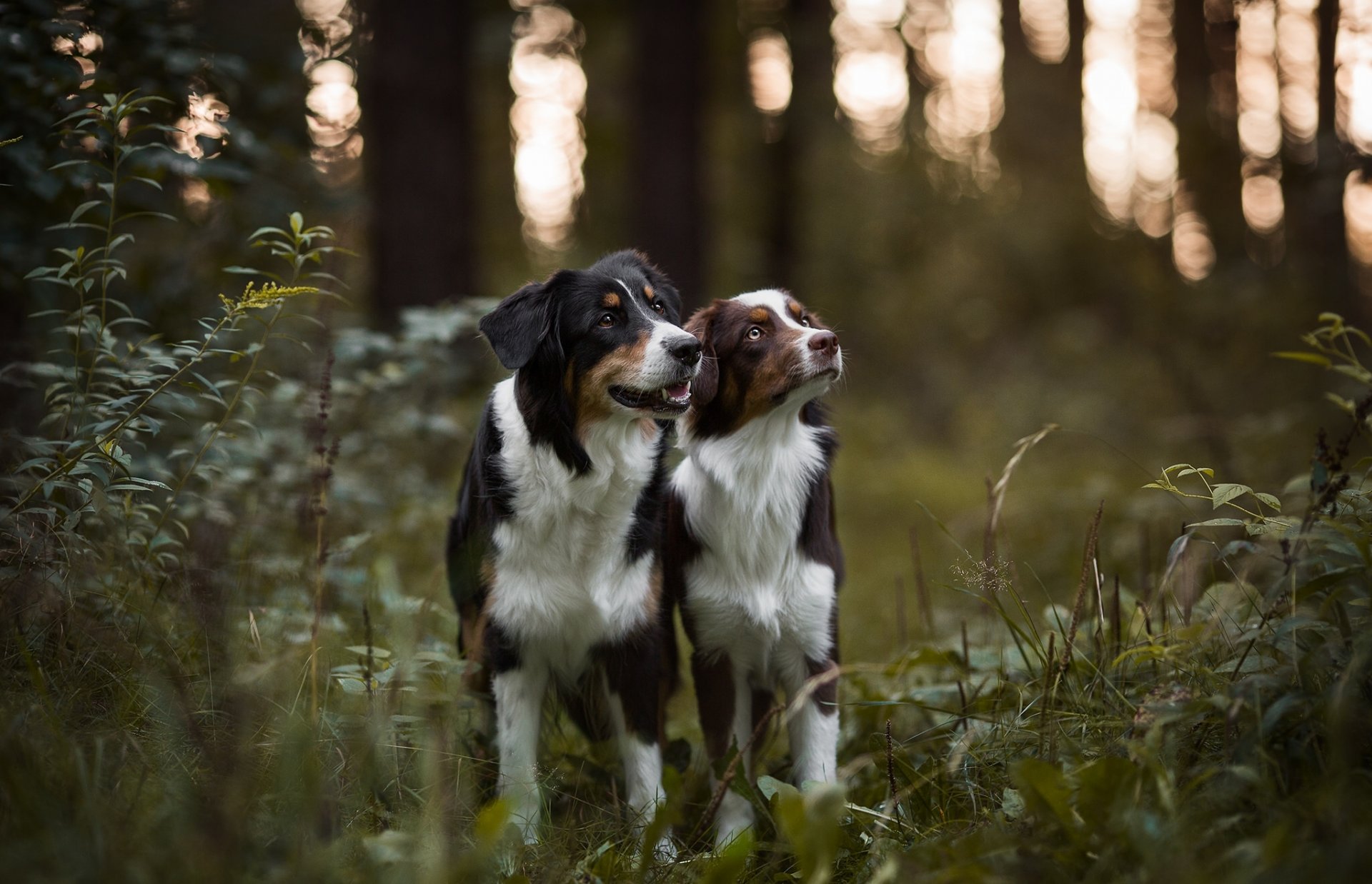 berger australien aussie chiens forêt