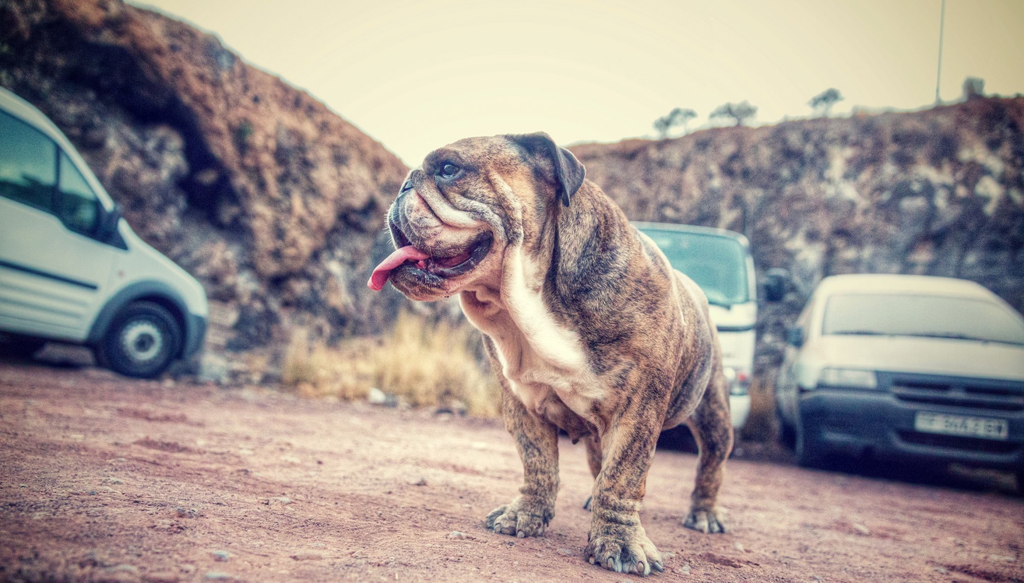 perro mirada amigo