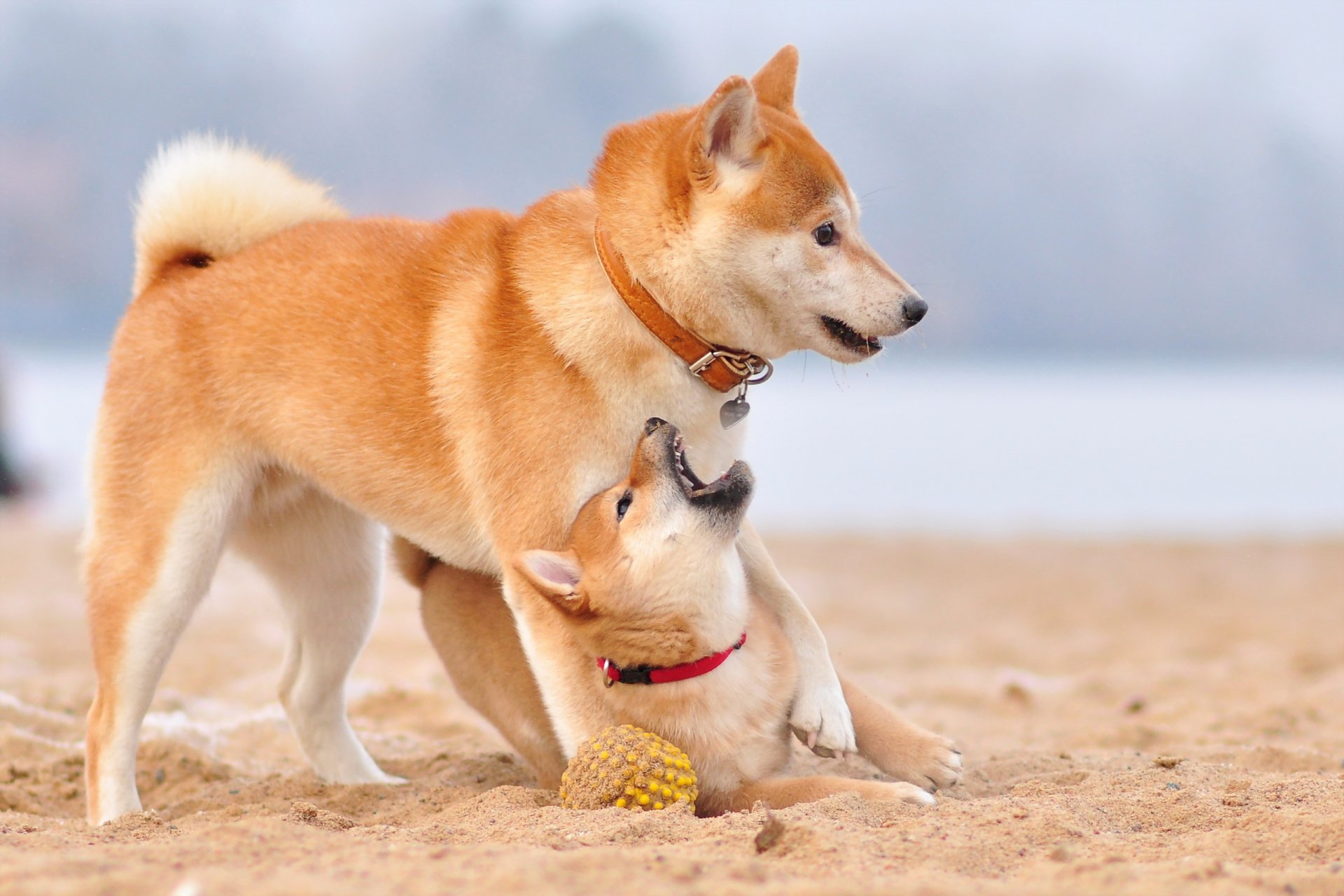 chiens amis fond