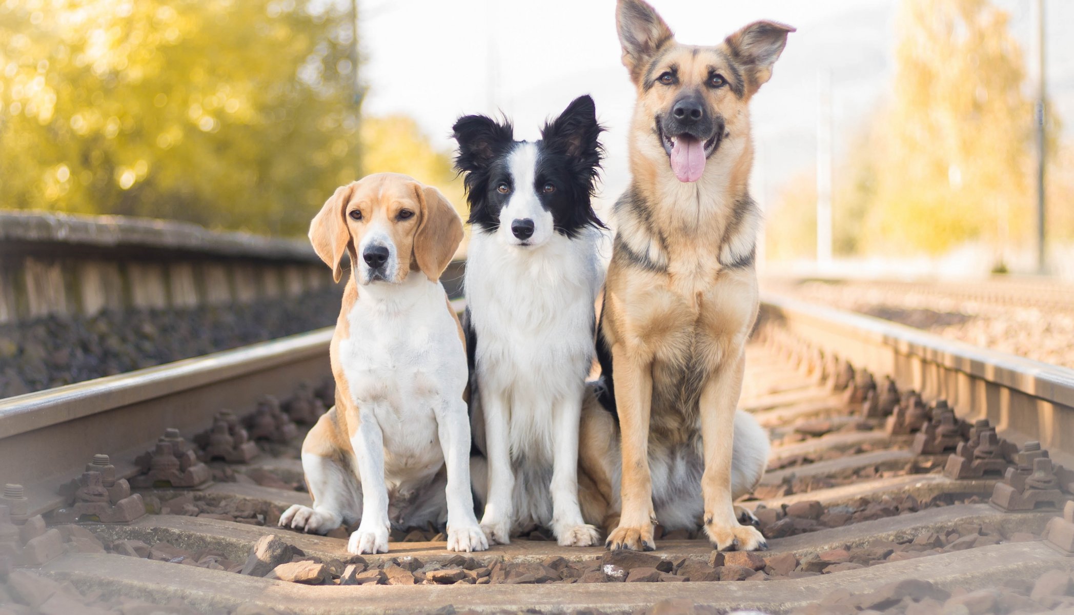 berger border collie beagle chiens trio trinité chemin de fer