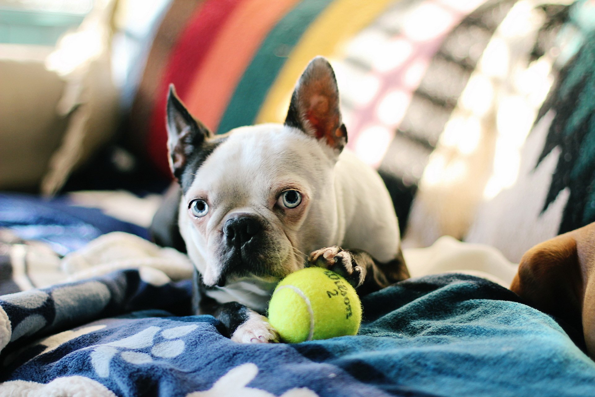 bostonterrier hund haus